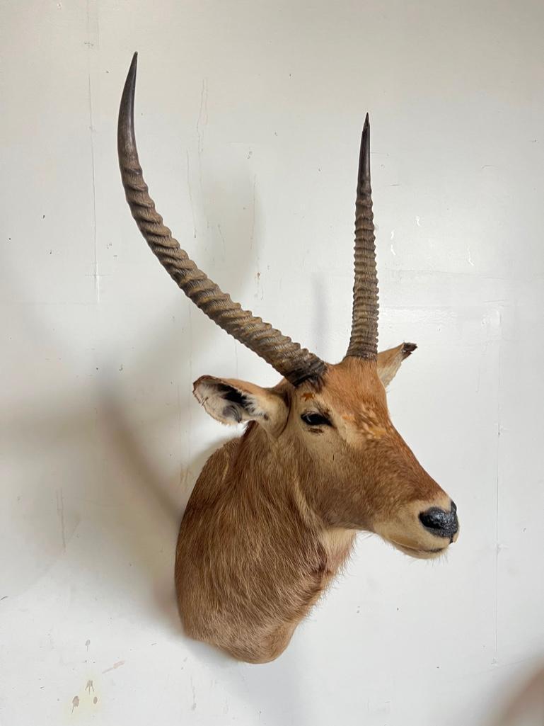 WATERBUCK TAXIDERMY SHOULDER MOUNT (1 of 4)