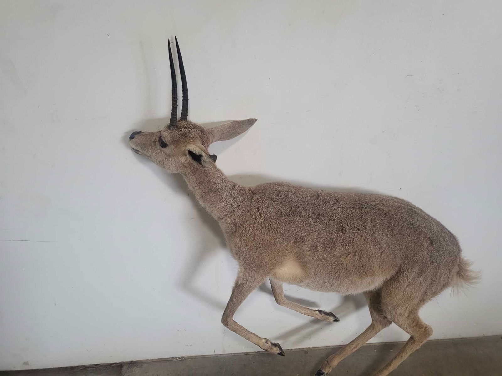 TAXIDERMY GREY RHEBOK LIFE SIZE MOUNT (1 of 5)
