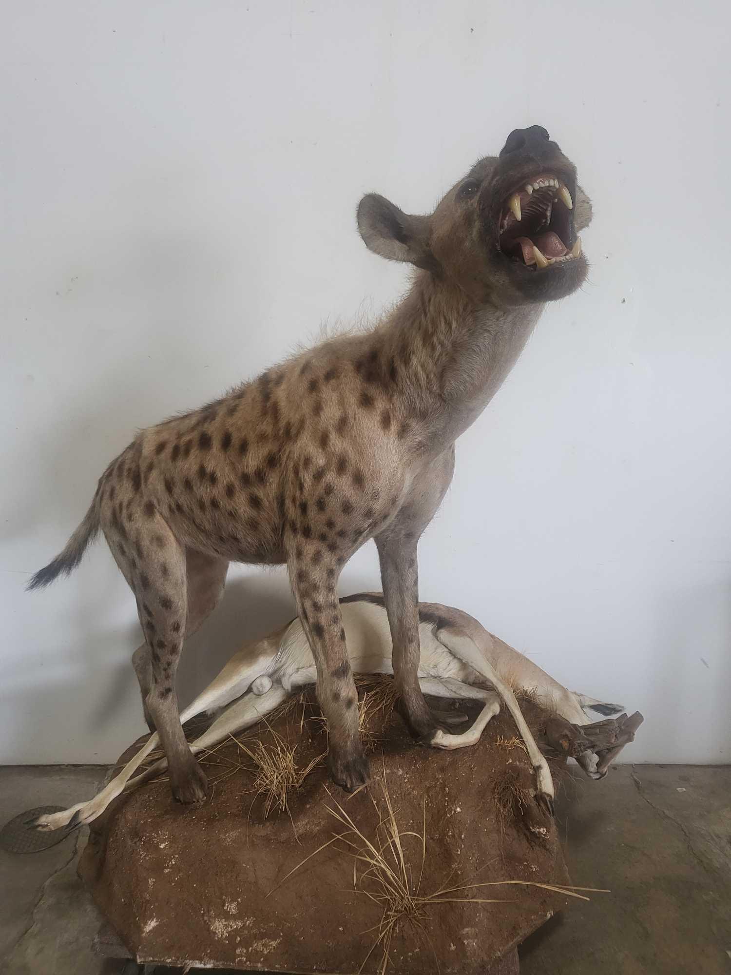 VICIOUS LOOKING HYENA LIFE SIZE TAXIDERMY MOUNT (1 of 7)
