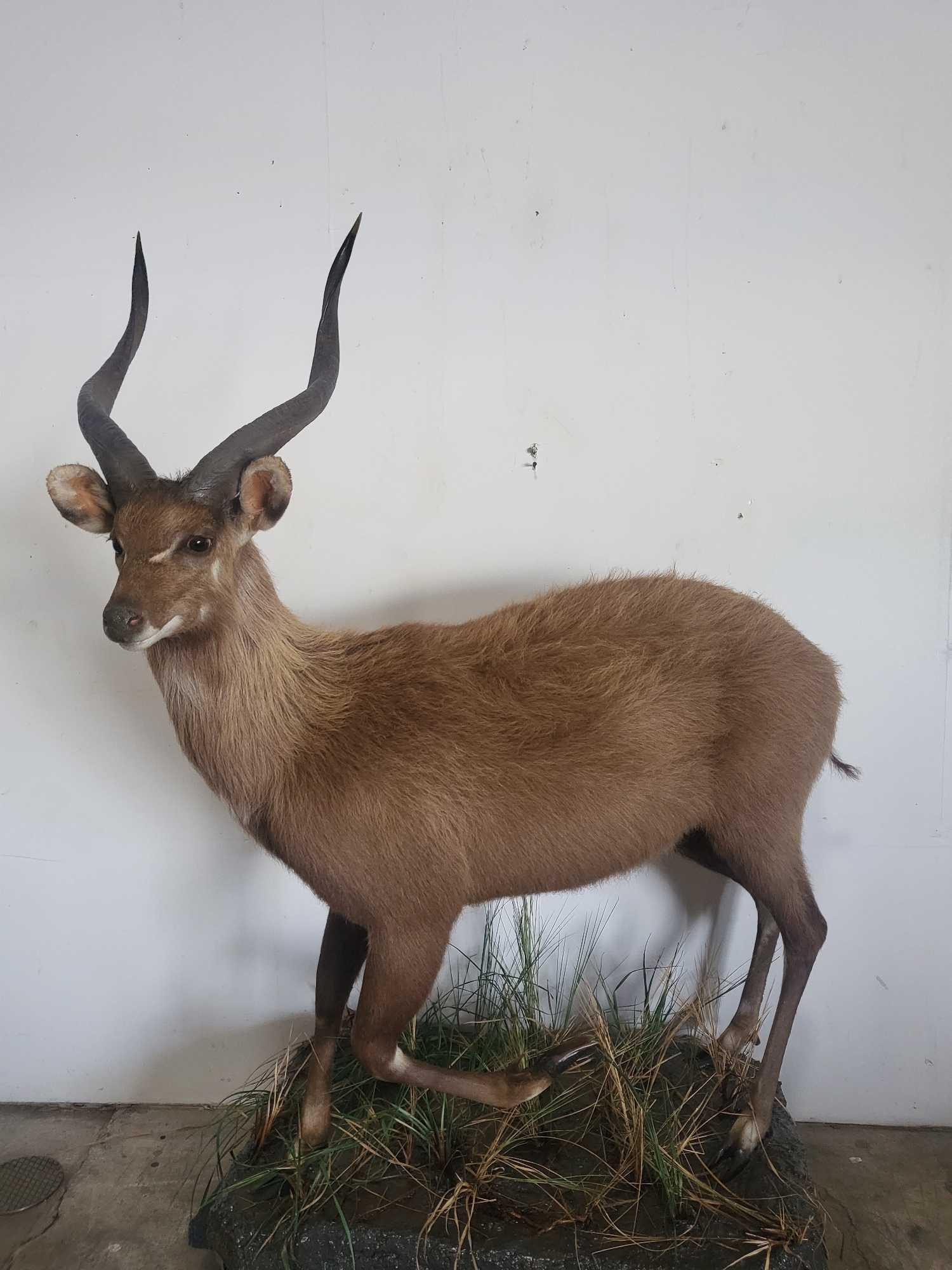 BUSHBUCK LIFE SIZE TAXIDERMY MOUNT (1 of 4)