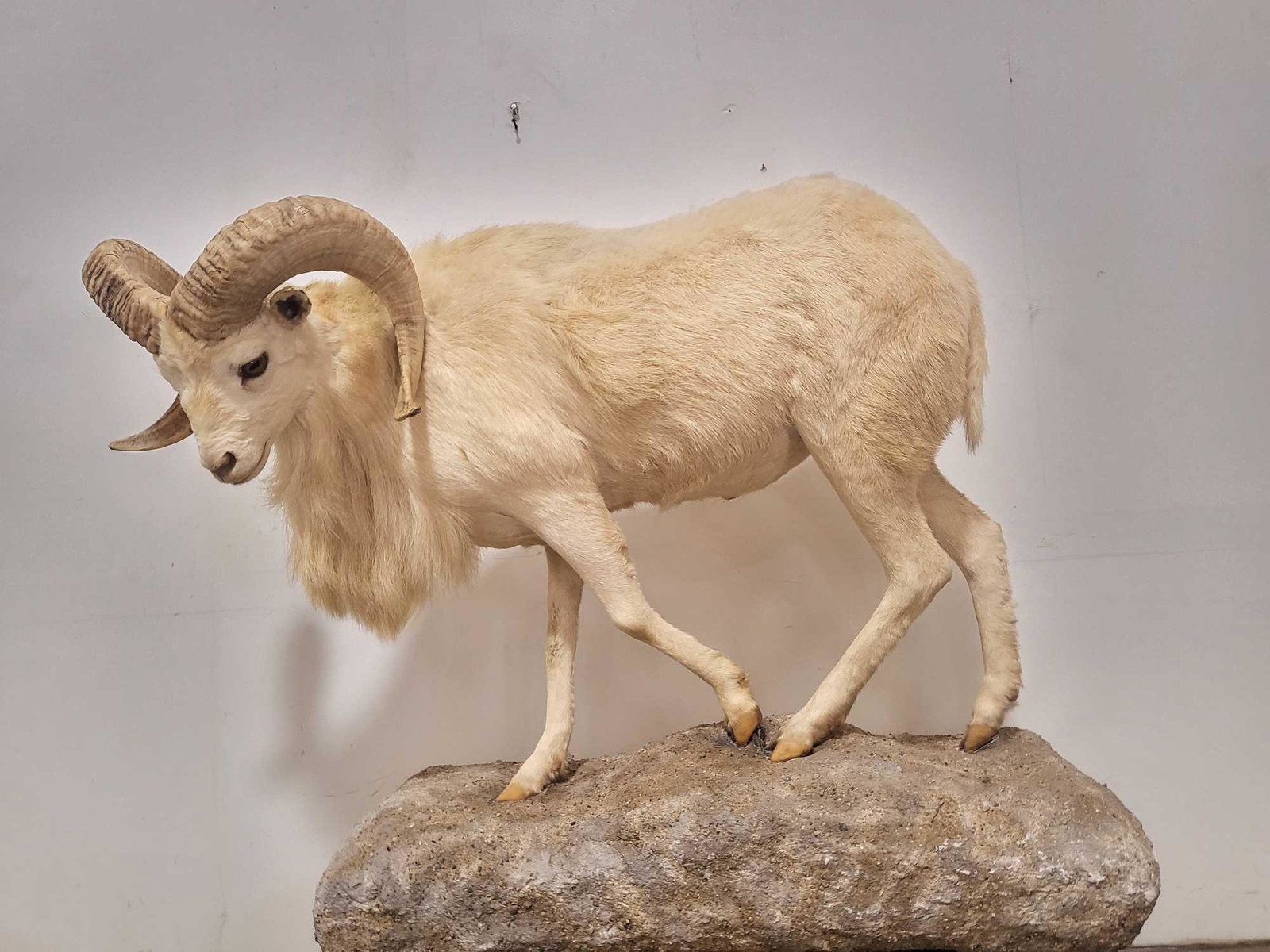 LIFE SIZE WHITE RED SHEEP TAXIDERMY MOUNT: LIFE SIZE WHITE RED SHEEP TAXIDERMY MOUNT. Sheep hunting is almost as expensive as collecting Lamborghinis or Ferraris. Sheep hunting is very difficult due to the mountain terrain. Sheep hunting is al