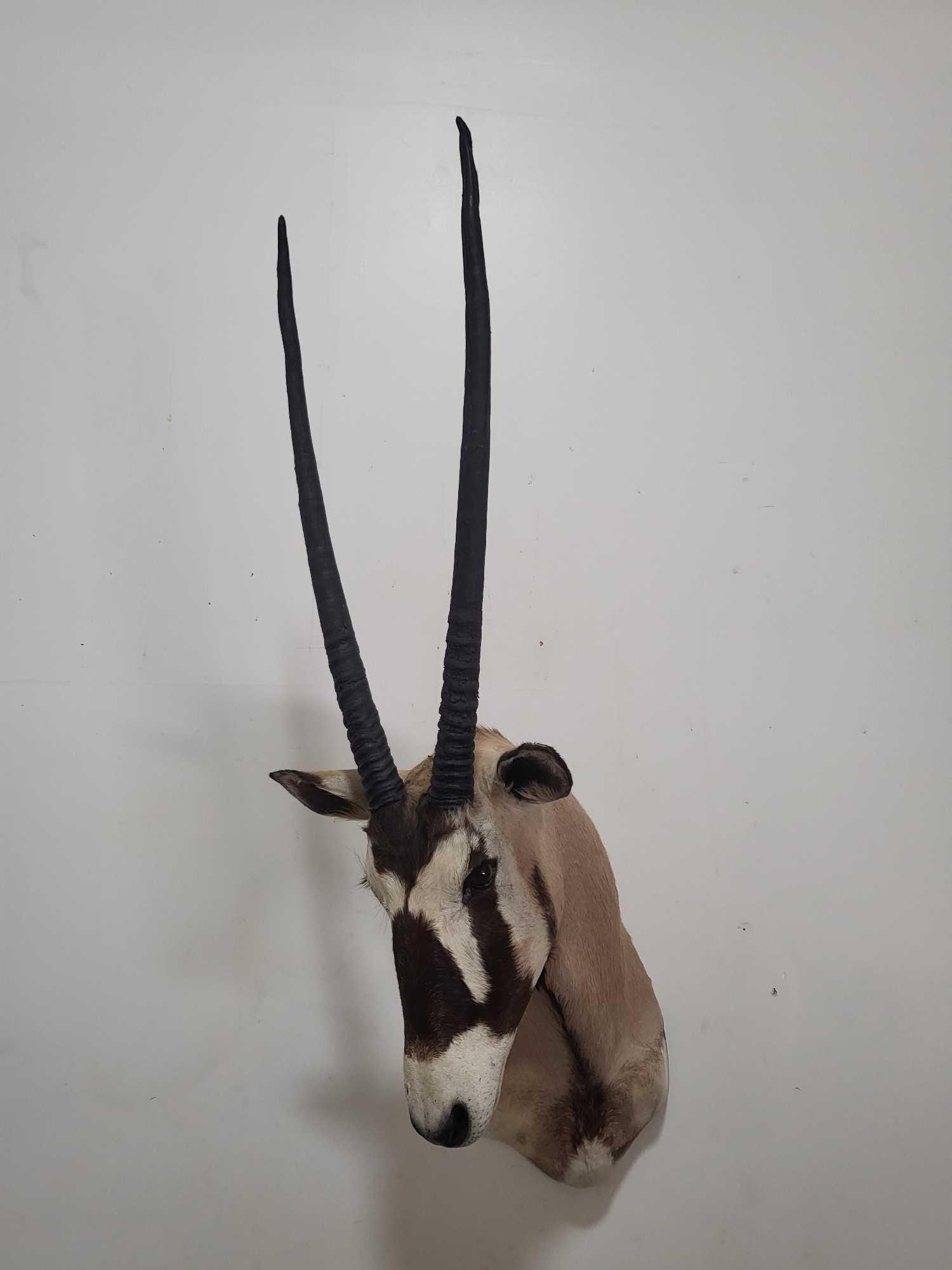 GEMSBOK TAXIDERMY SHOULDER MOUNT (1 of 4)