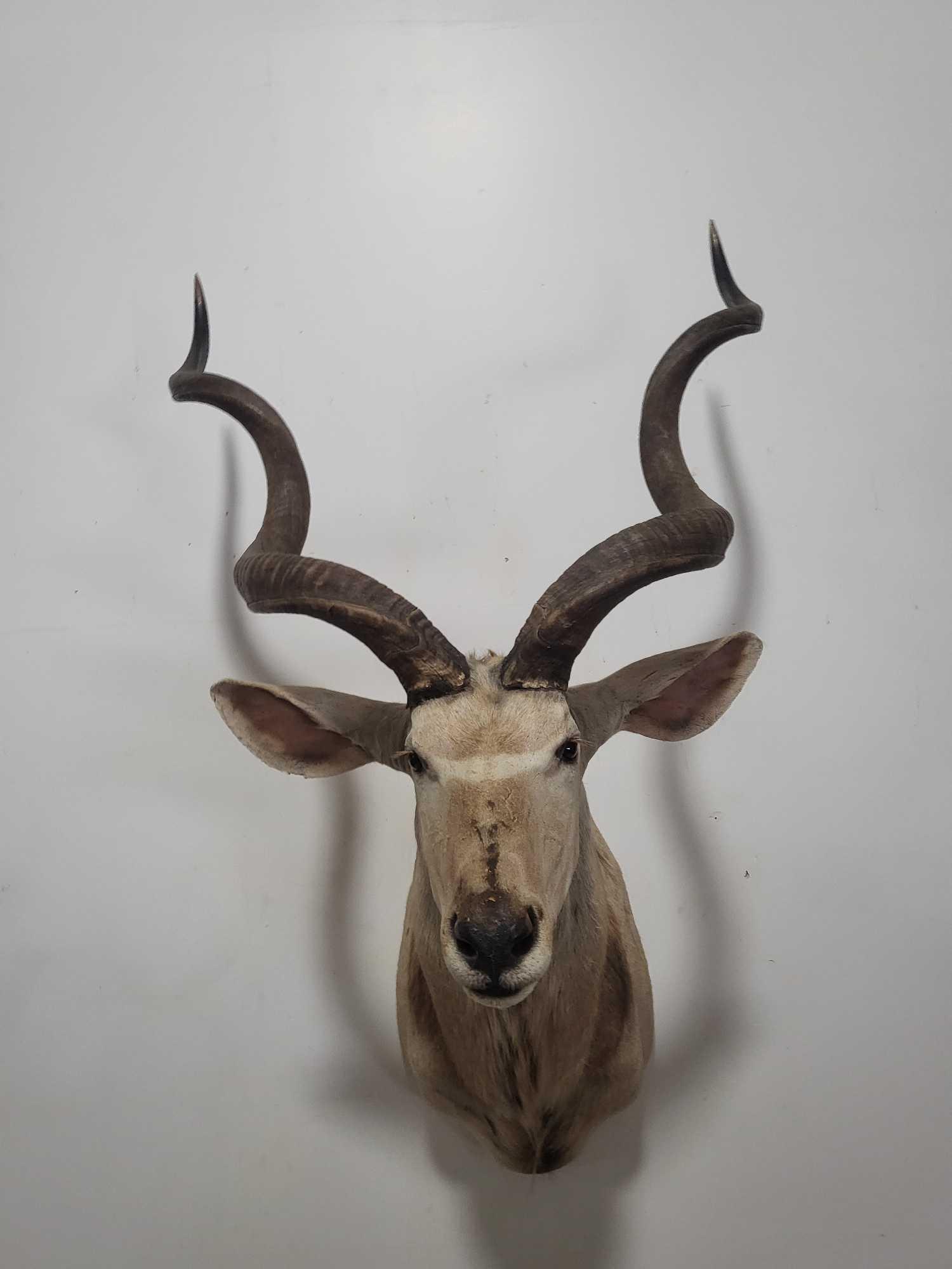 GREATER KUDU TAXIDERMY SHOULDER MOUNT (1 of 4)