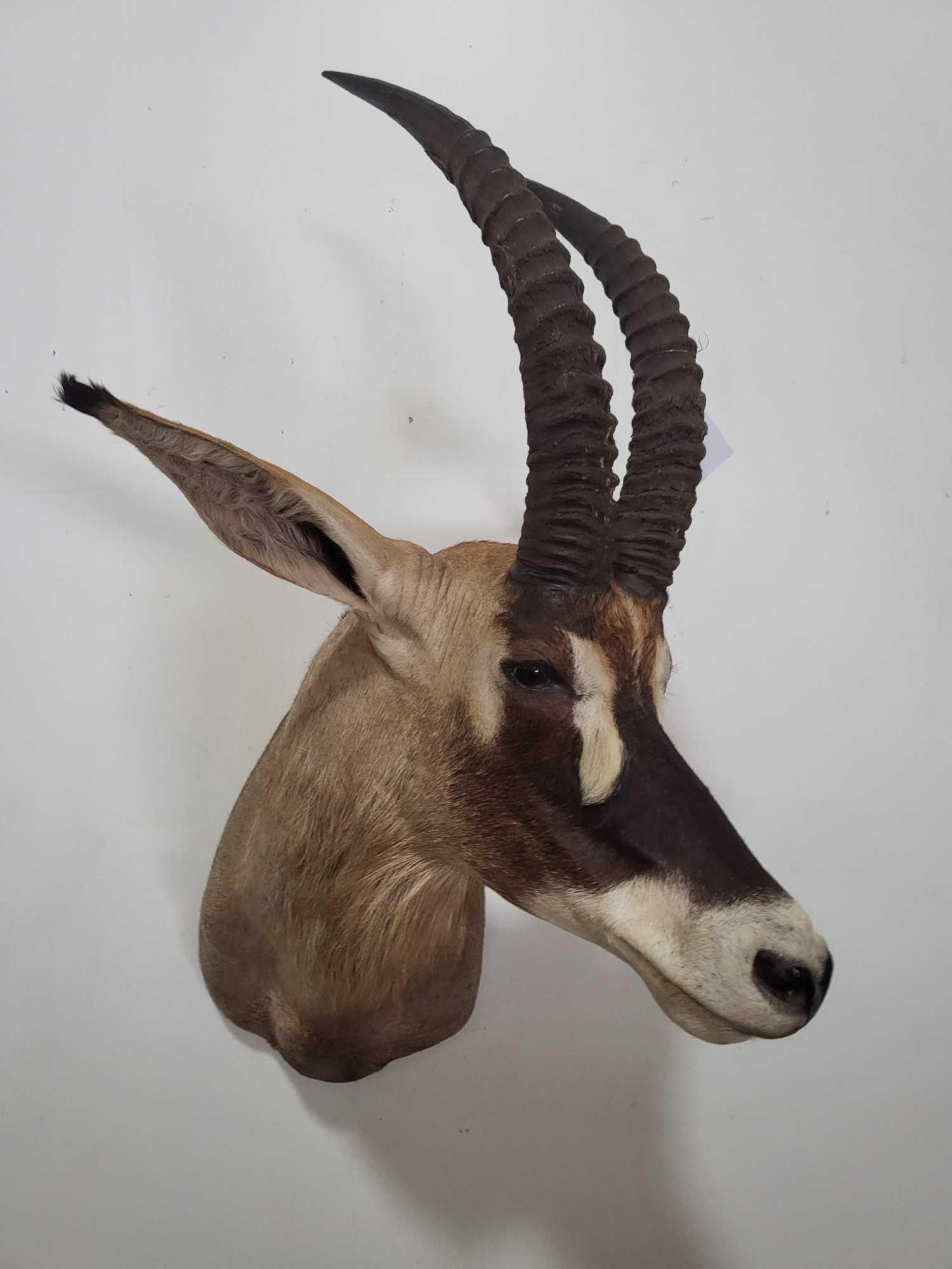 ROAN ANTELOPE TAXIDERMY SHOULDER MOUNT (1 of 4)