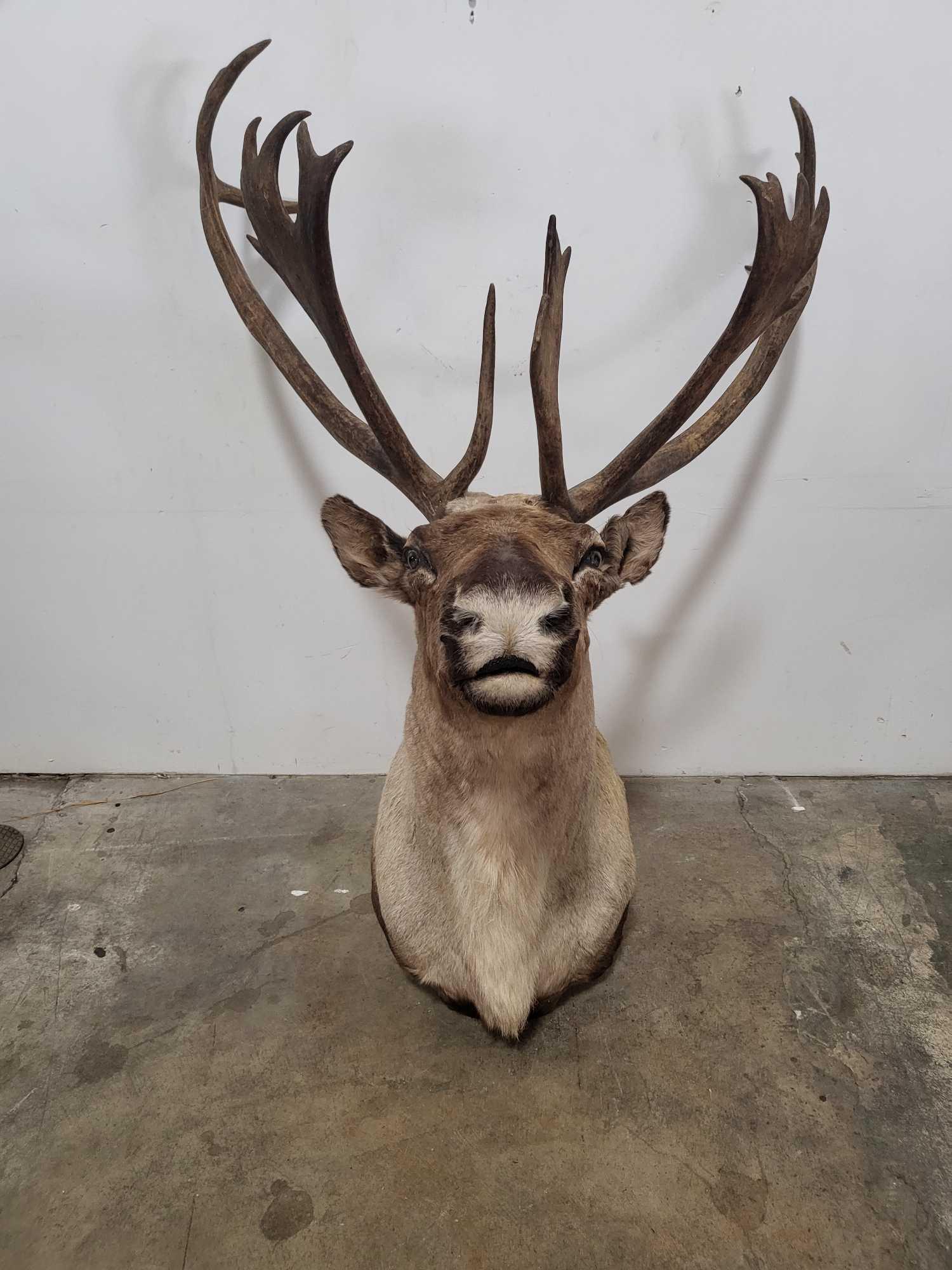 CARIBOU TAXIDERMY SHOULDER MOUNT (1 of 4)
