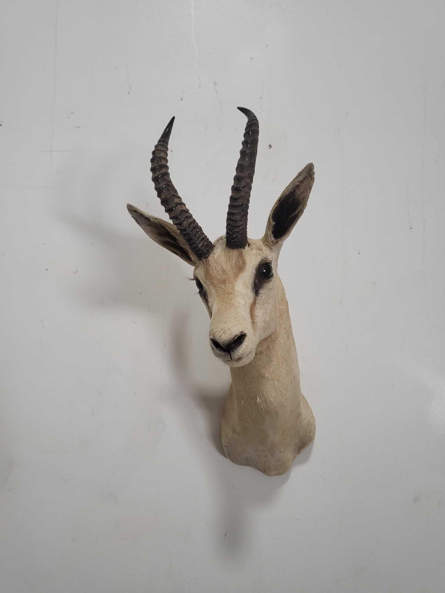 BEAUTIFUL SPRINGBOK TAXIDERMY SHOULDER MOUNT (1 of 4)