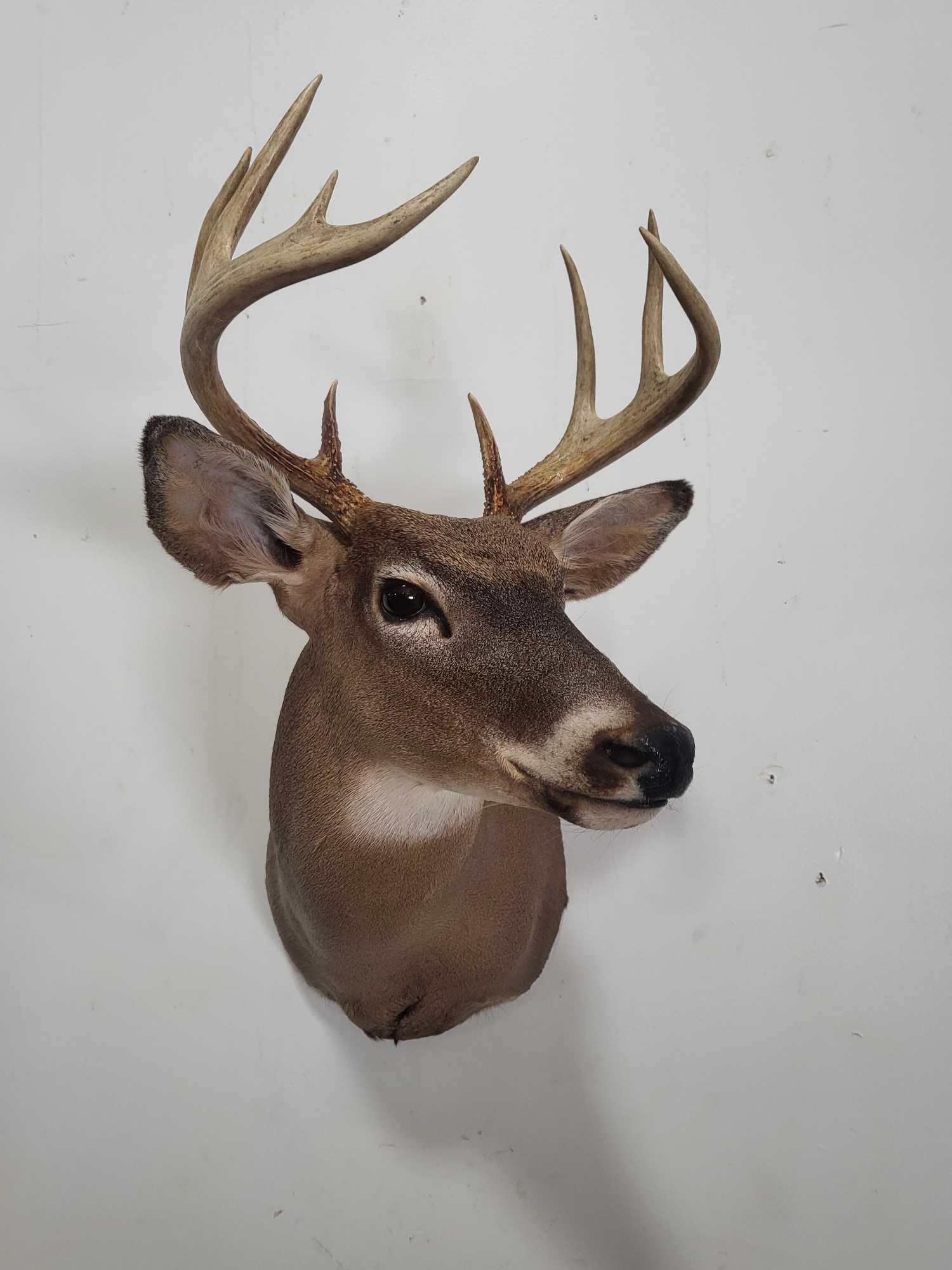WHITETAIL DEER TAXIDERMY SHOULDER MOUNT (1 of 4)