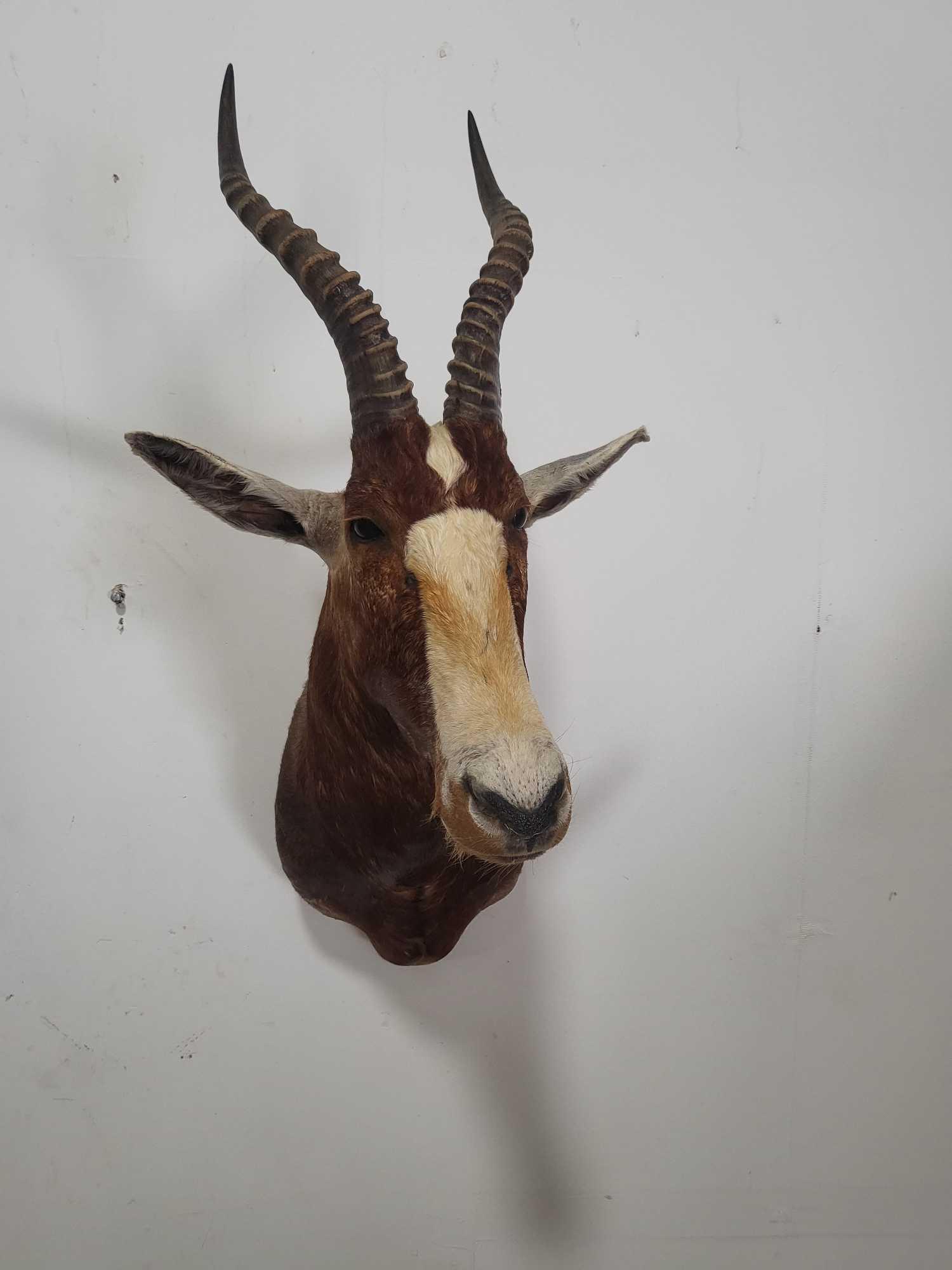 BLESBOK TAXIDERMY SHOULDER MOUNT (1 of 4)