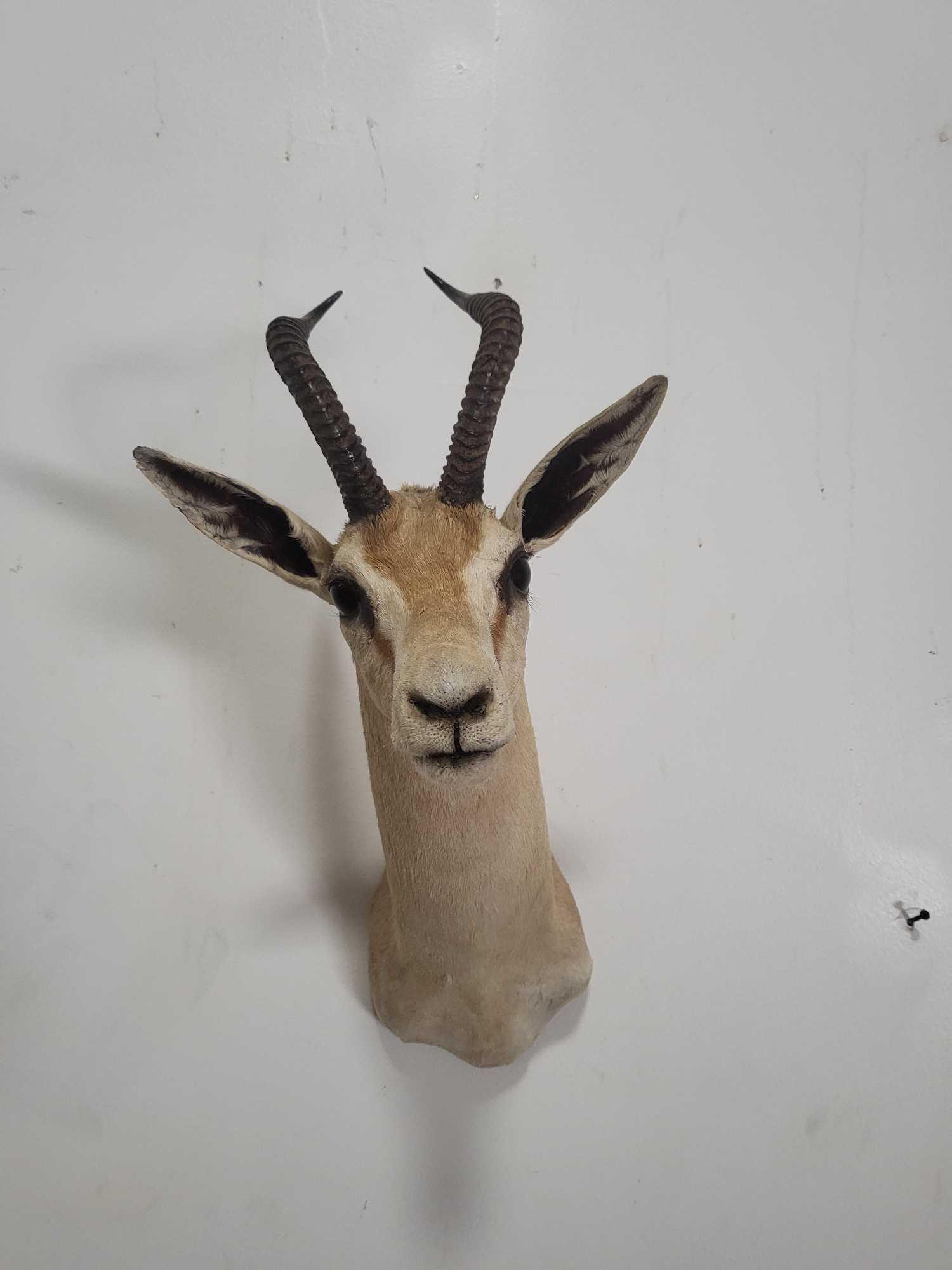 SPRINGBOK TAXIDERMY SHOULDER MOUNT (1 of 4)