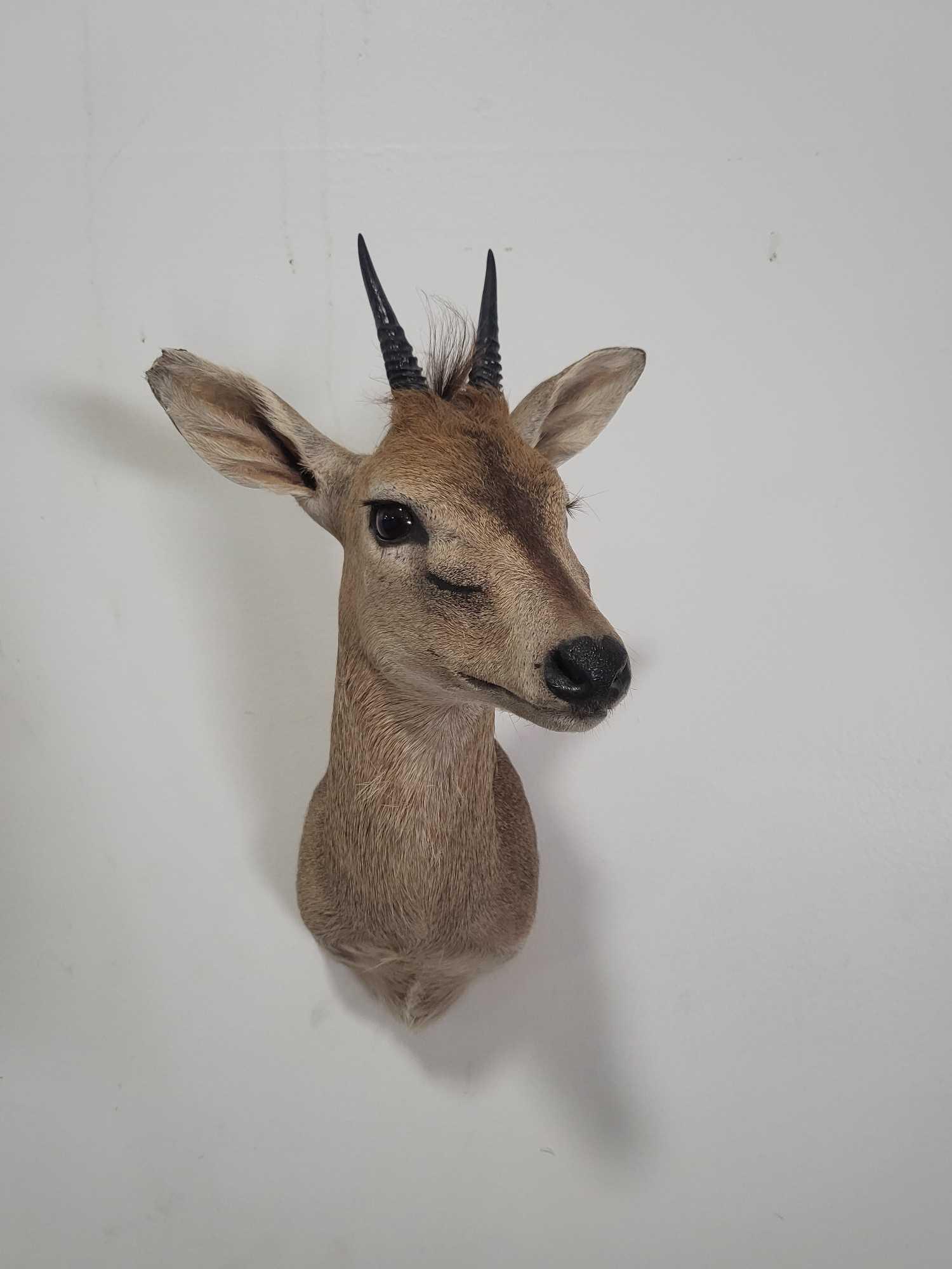 ORIBI TAXIDERMY SHOULDER MOUNT (1 of 4)