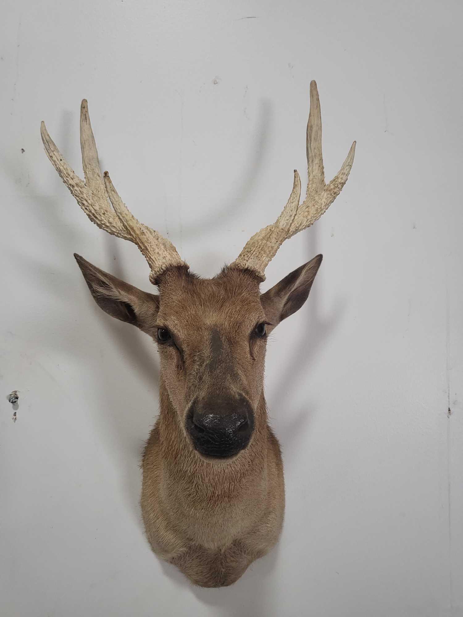 SIKA DEER TAXIDERMY SHOULDER MOUNT (1 of 4)