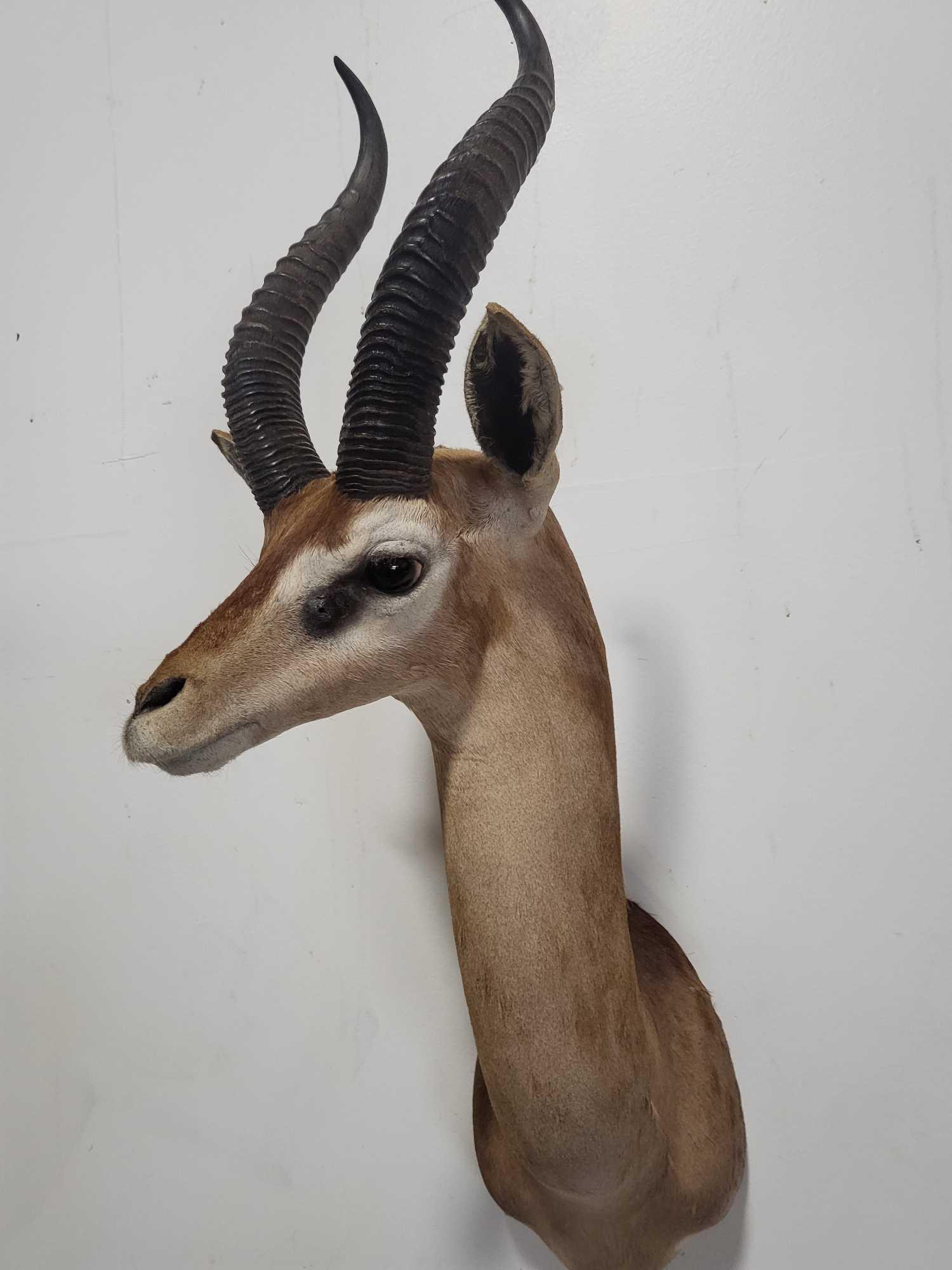 RARE GERENUK TAXIDERMY SHOULDER MOUNT (1 of 4)