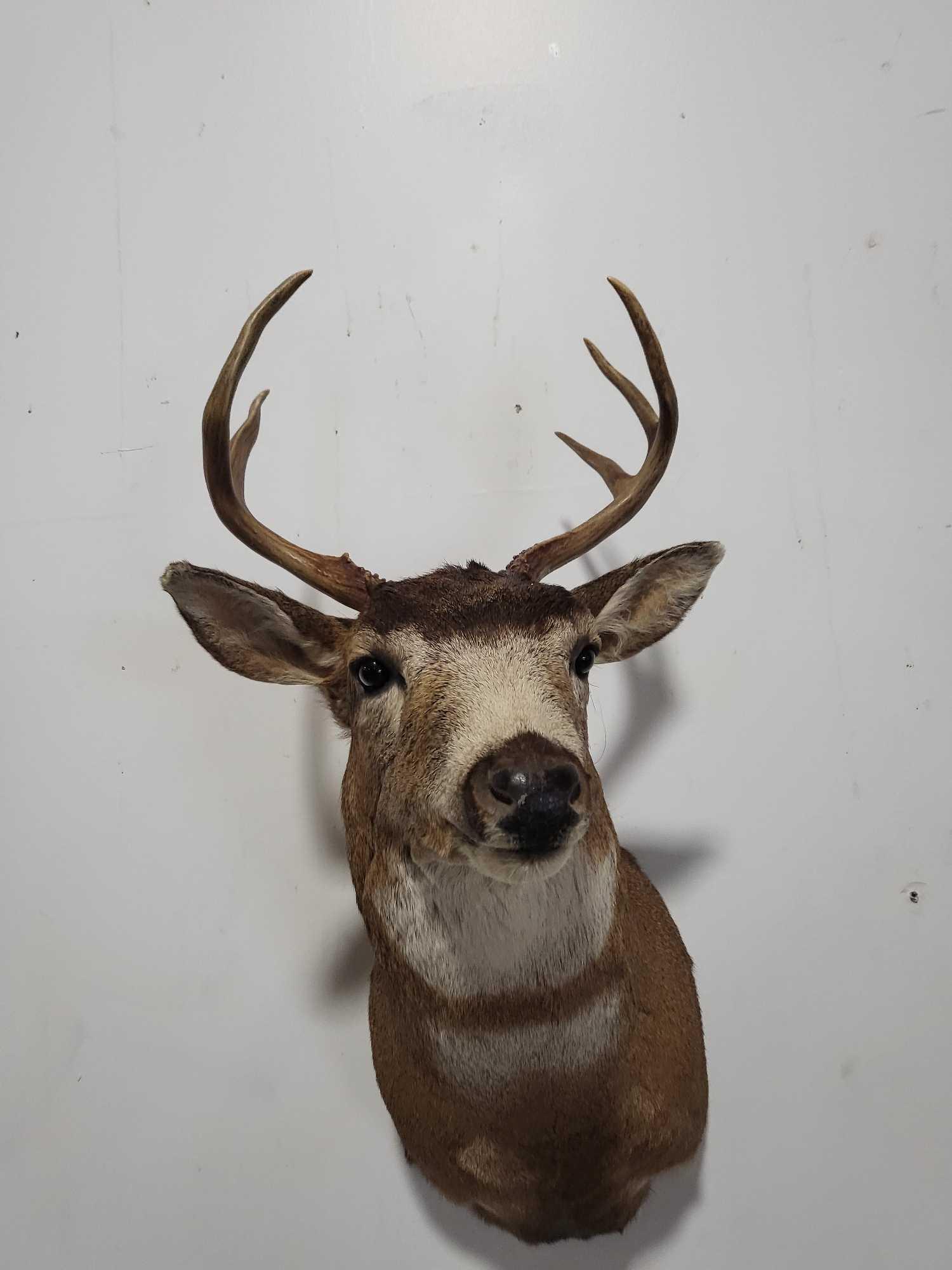 BLACKTAIL DEER TAXIDERMY SHOULDER MOUNT (1 of 5)