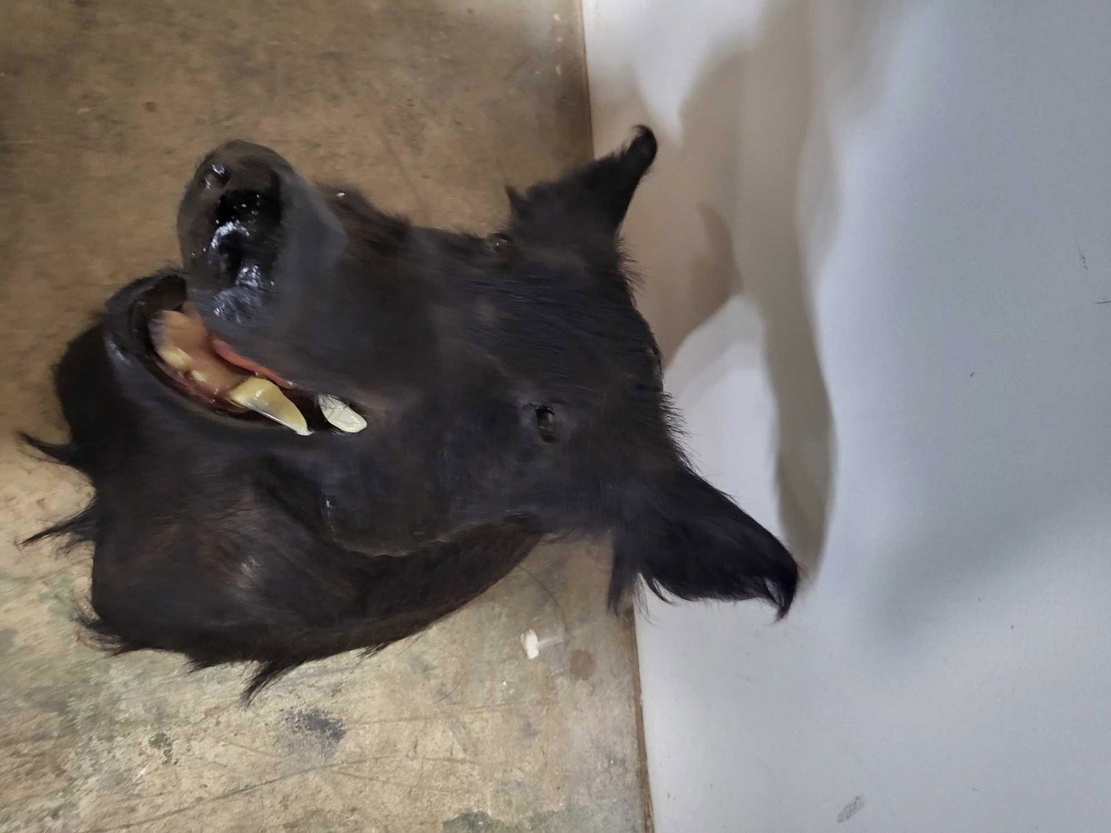 ONE MEAN WILD BOAR TAXIDERMY SHOULDER MOUNT (1 of 4)