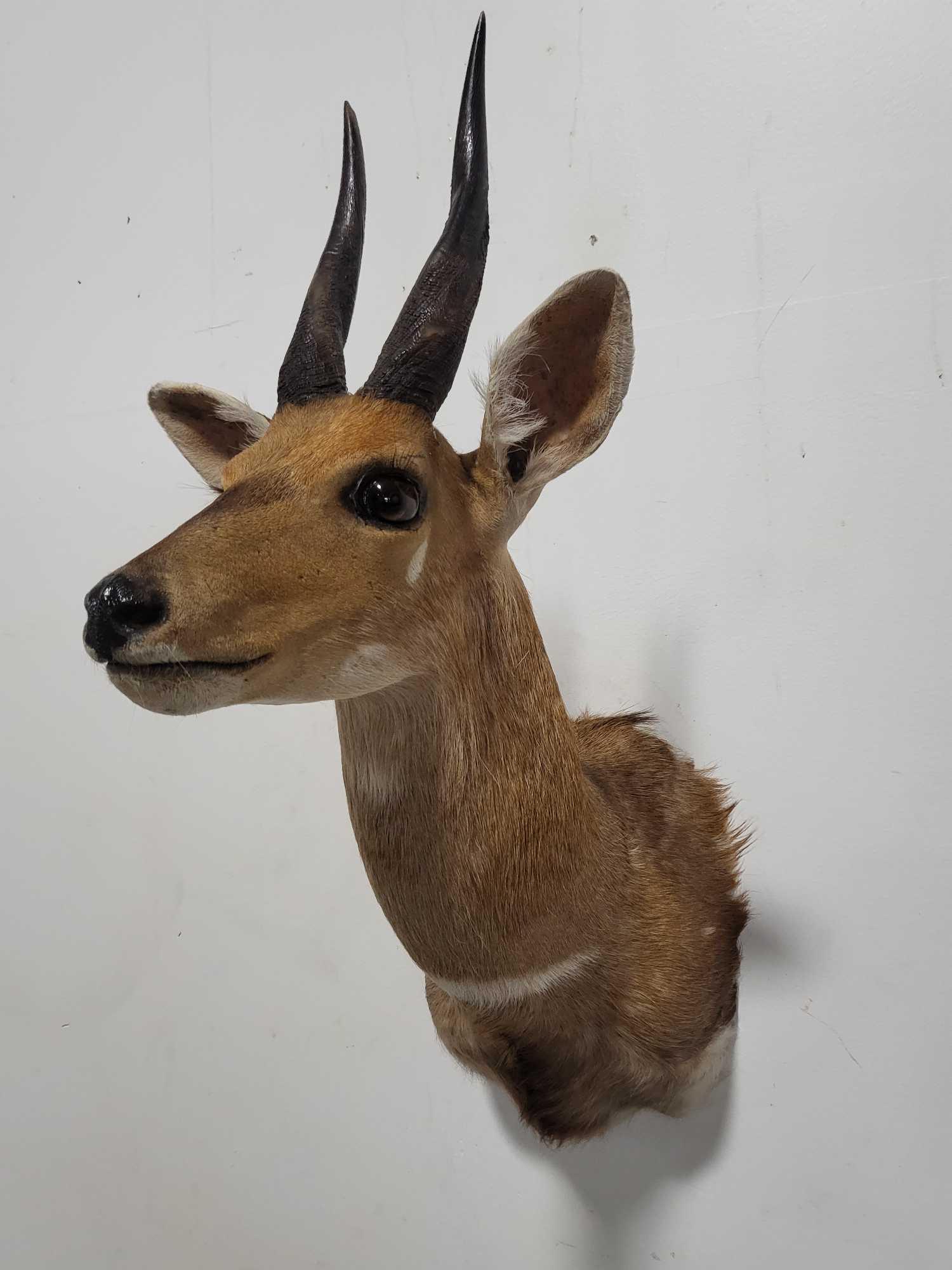 BUSHBUCK TAXIDERMY SHOULDER MOUNT (1 of 4)