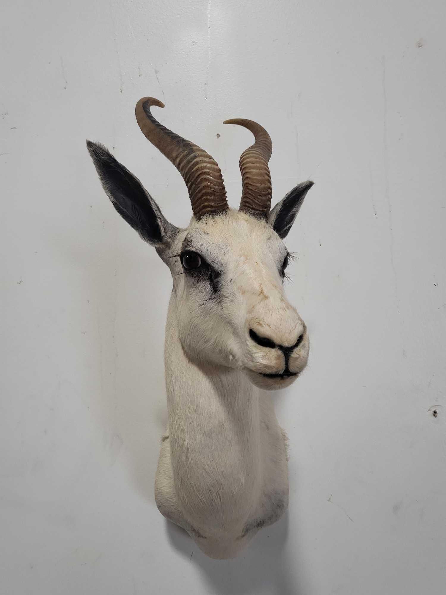 WHITE SPRINGBOK TAXIDERMY SHOULDER MOUNT (1 of 5)