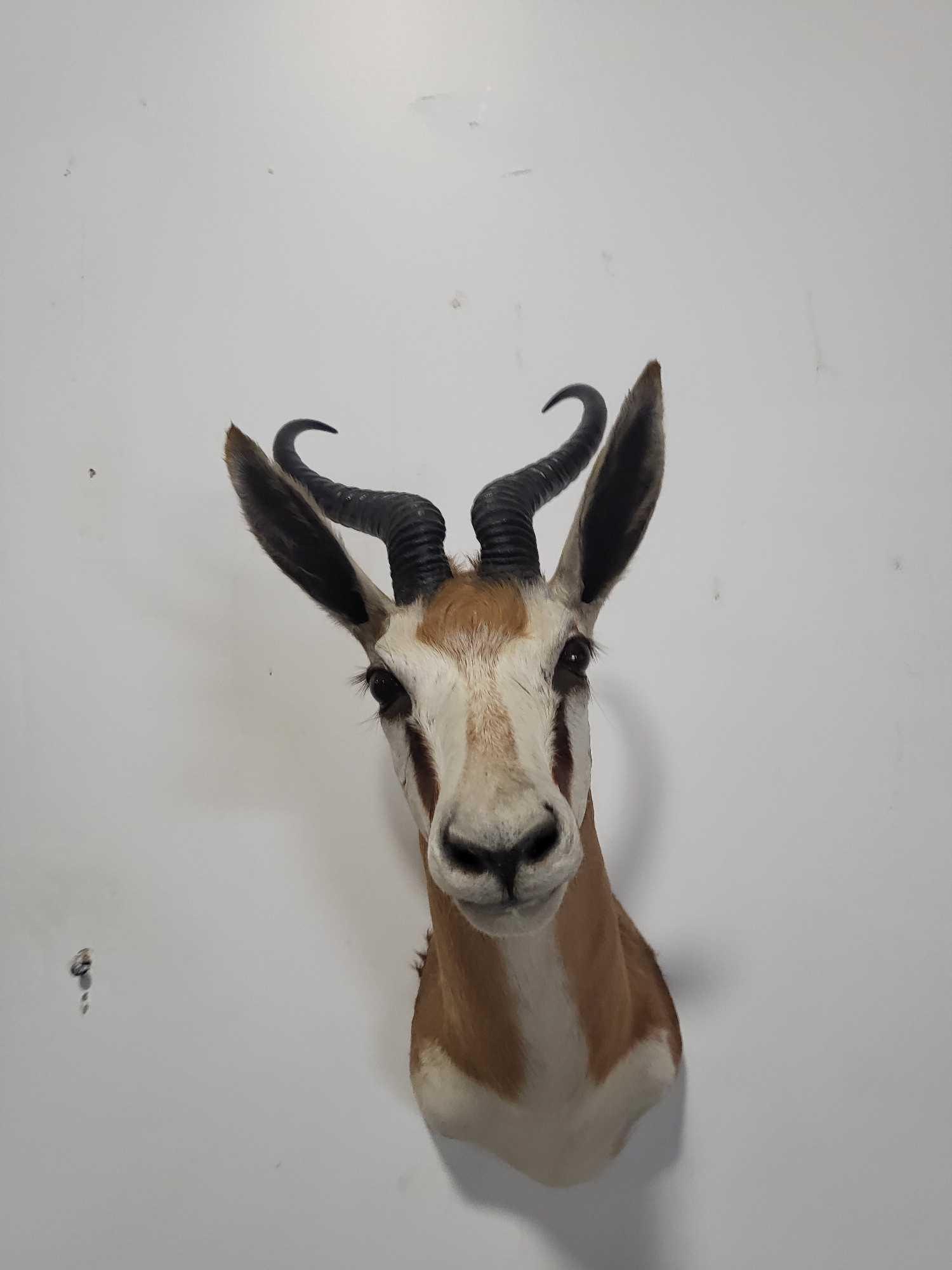 SPRINGBOK TAXIDERMY SHOULDER MOUNT (1 of 4)