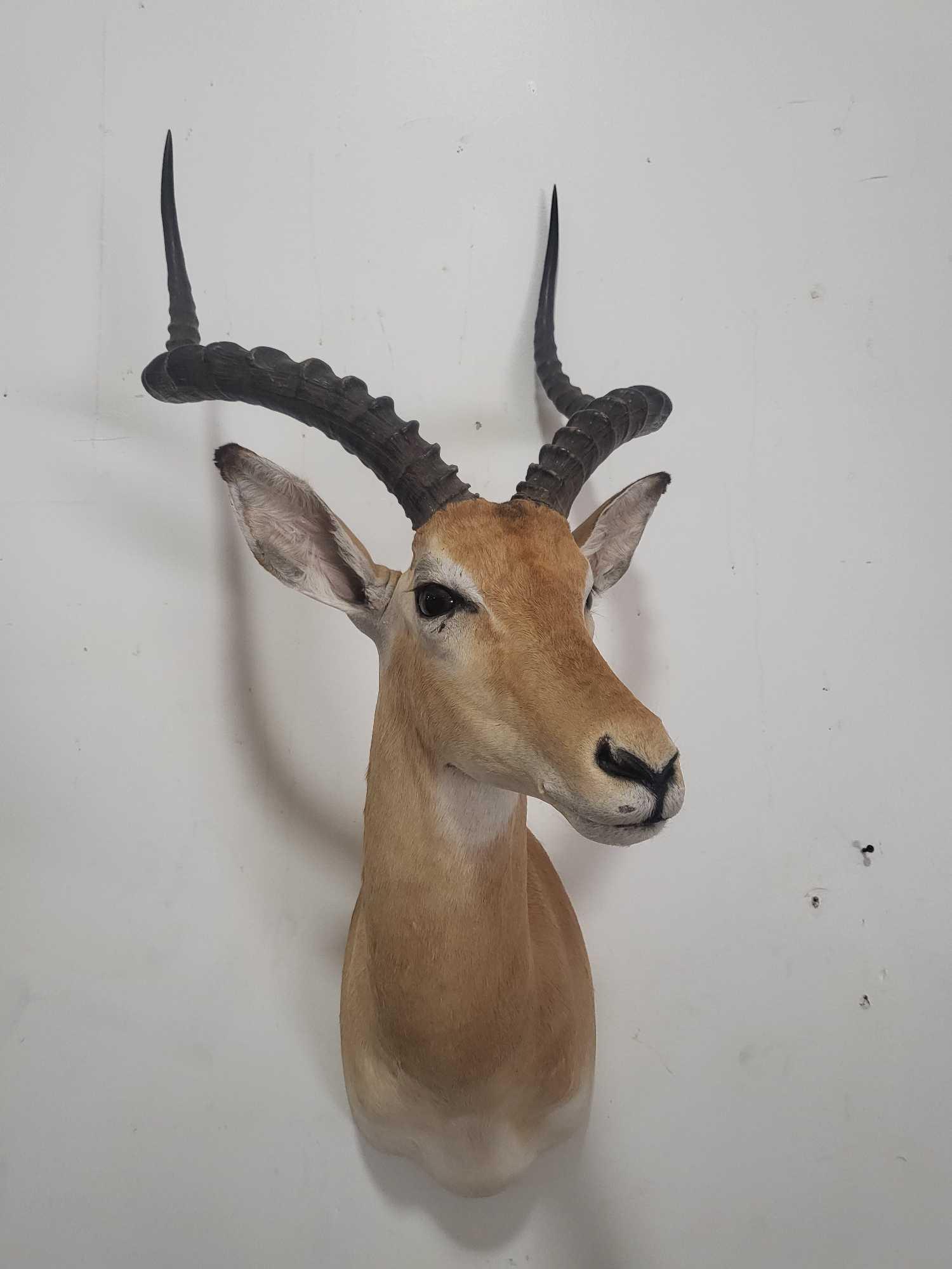 BEAUTIFUL IMPALA TAXIDERMY SHOULDER MOUNT (1 of 4)