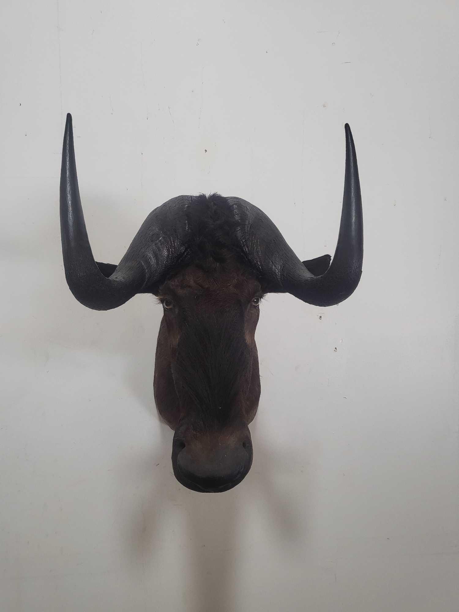 BLACK WILDEBEEST TAXIDERMY SHOULDER MOUNT (1 of 4)