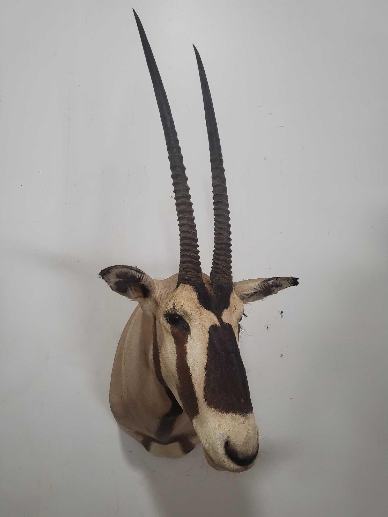 GEMSBOK TAXIDERMY SHOULDER MOUNT (1 of 3)