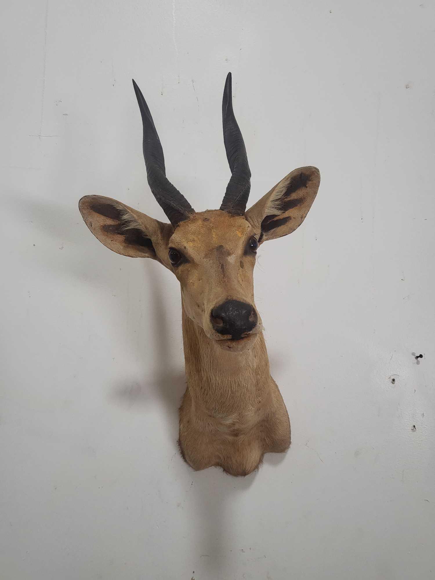 BUSHBUCK TAXIDERMY SHOULDER MOUNT: BUSHBUCK TAXIDERMY SHOULDER MOUNT.