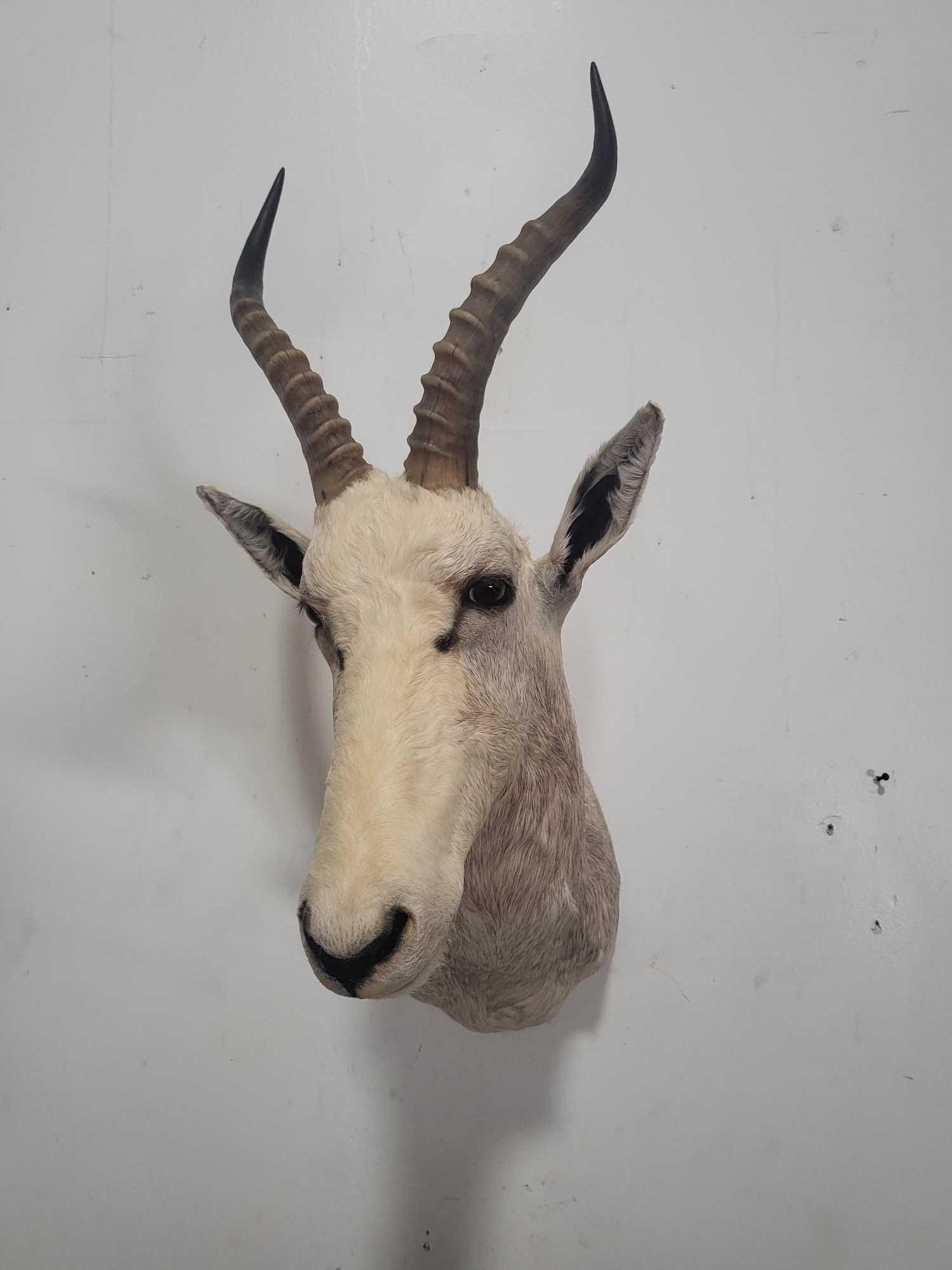 HARD TO FIND WHITE BLESBOK TAXIDERMY SHOULDER MOUNT (1 of 4)