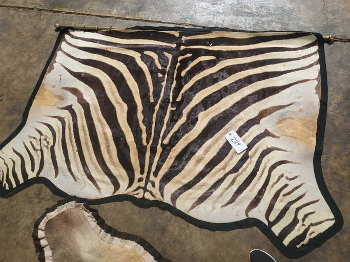 ZEBRA TAXIDERMY RUG MOUNT Sep 16, 2022 Steve Chupp Auctions in OH