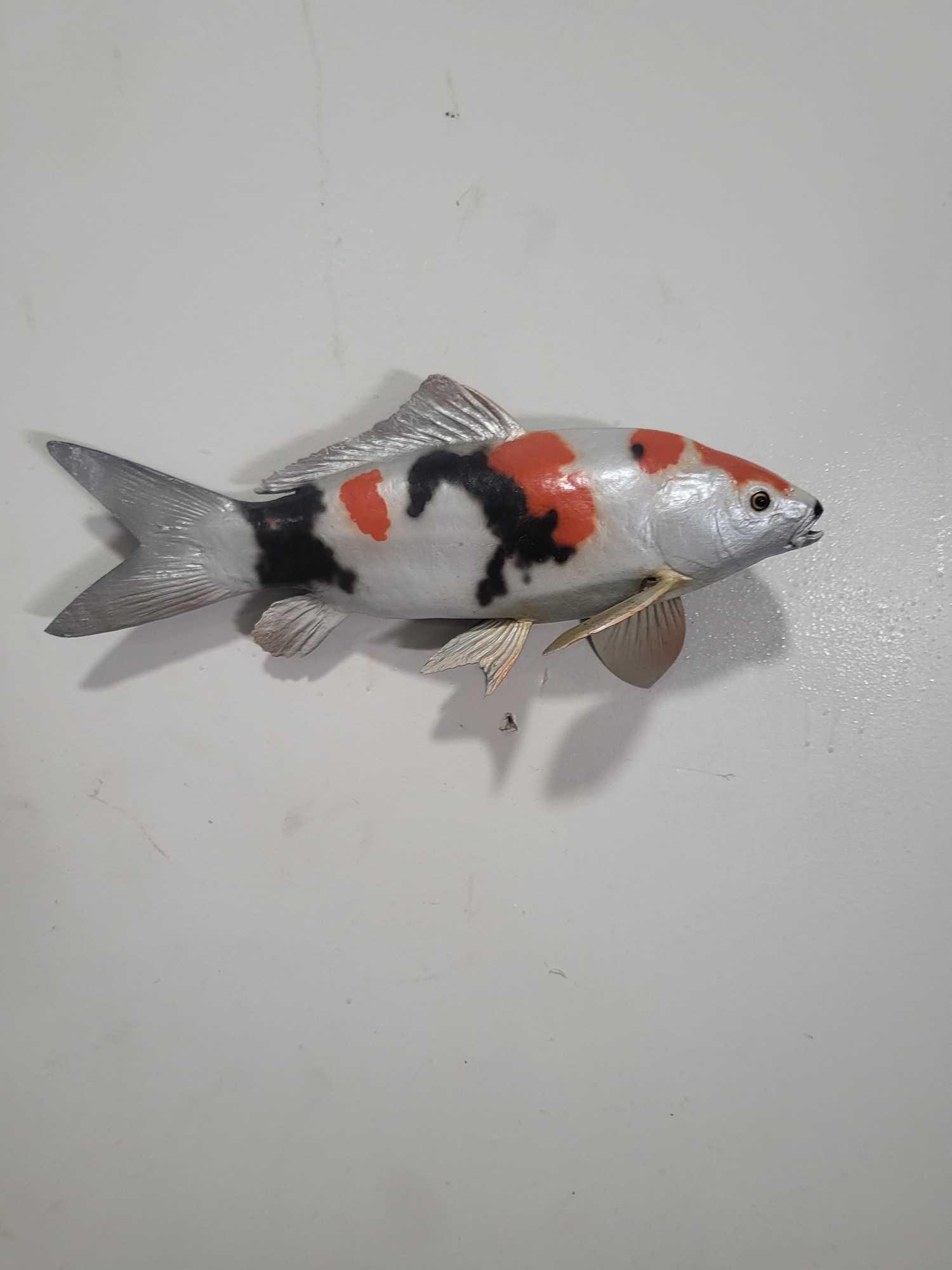 KOI HIGH END REPLICA TAXIDERMY FISH MOUNT (1 of 3)
