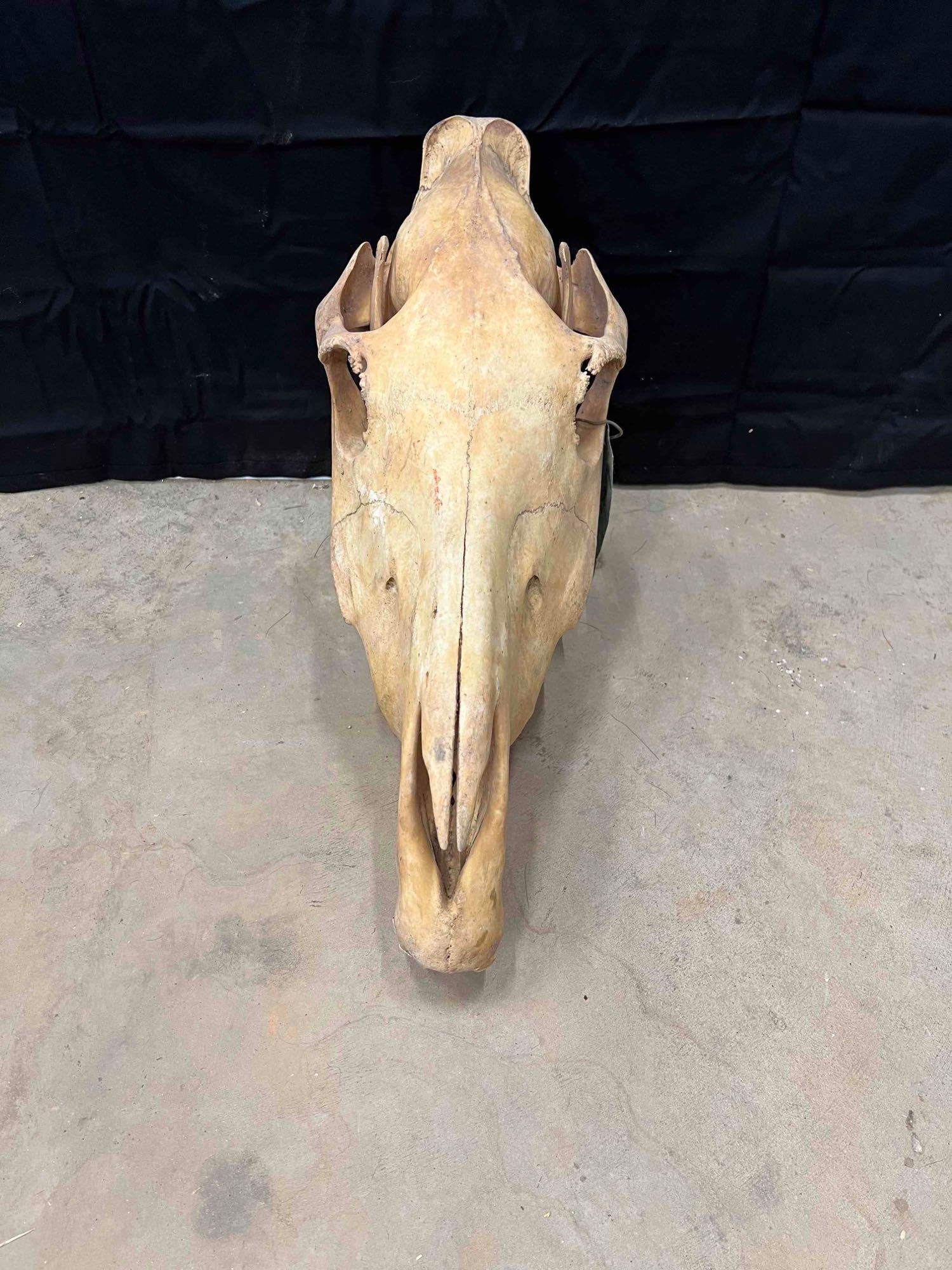 Zebra Skull (1 of 2)