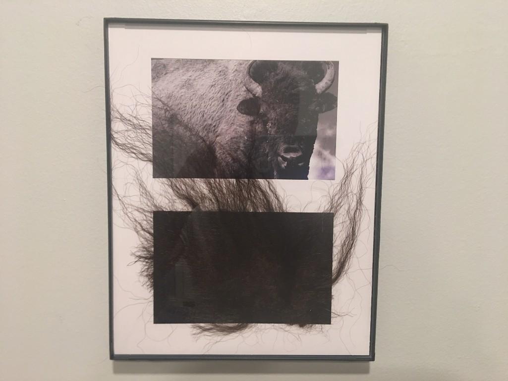 Genuine Taxidermy Buffalo / Taxidermy Bison Fur and Framed COPY of a Buffalo / Bison Picture (1 of 1)