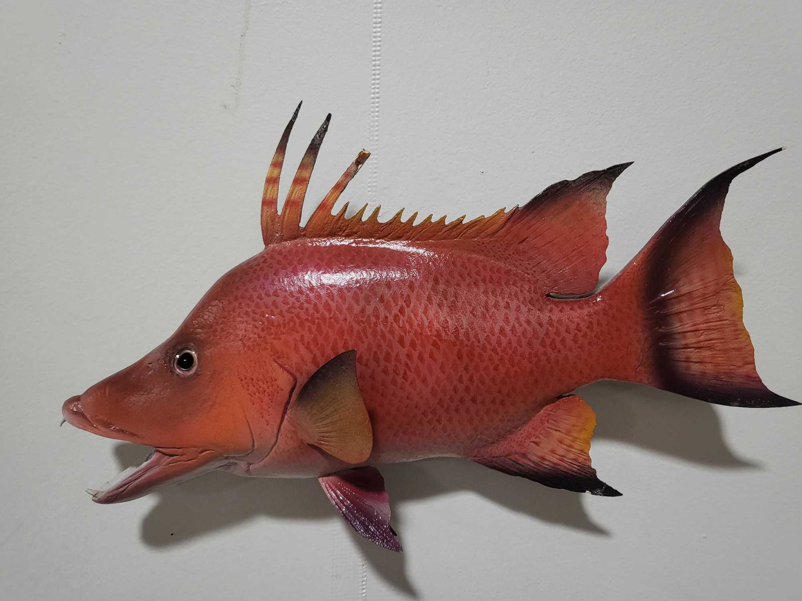 HOGFISH HIGH END REPLICA TAXIDERMY FISH MOUNT (1 of 3)