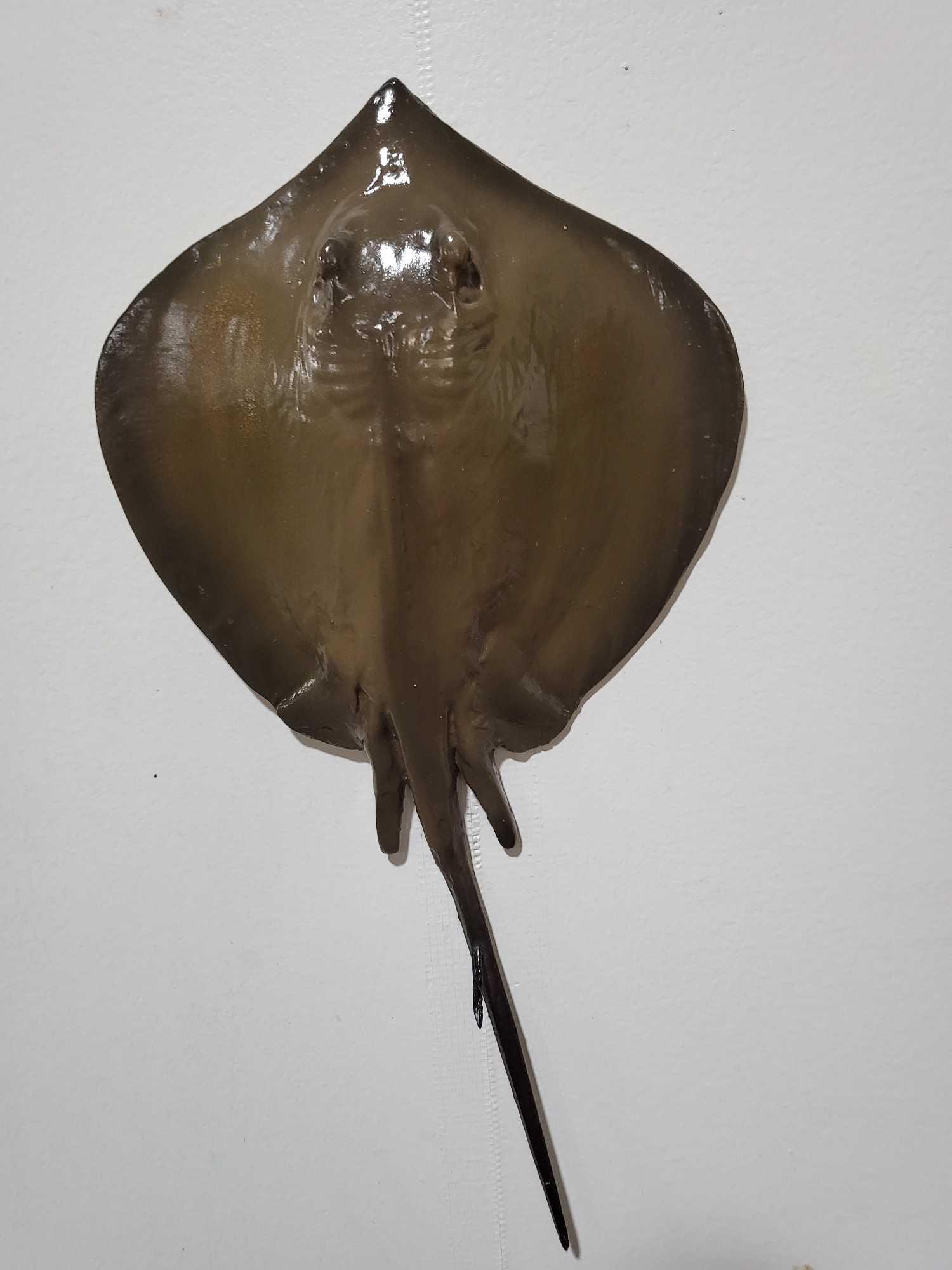 STINGRAY HIGH END REPLICA TAXIDERMY FISH MOUNT: HIGH END STINGRAY REPLICA TAXIDERMY FISH MOUNT. If you are a collector into nautical items, forget about looking for Megalodon teeth, Titanic artifacts, shipwreck items, ship models, Jaws shark movie