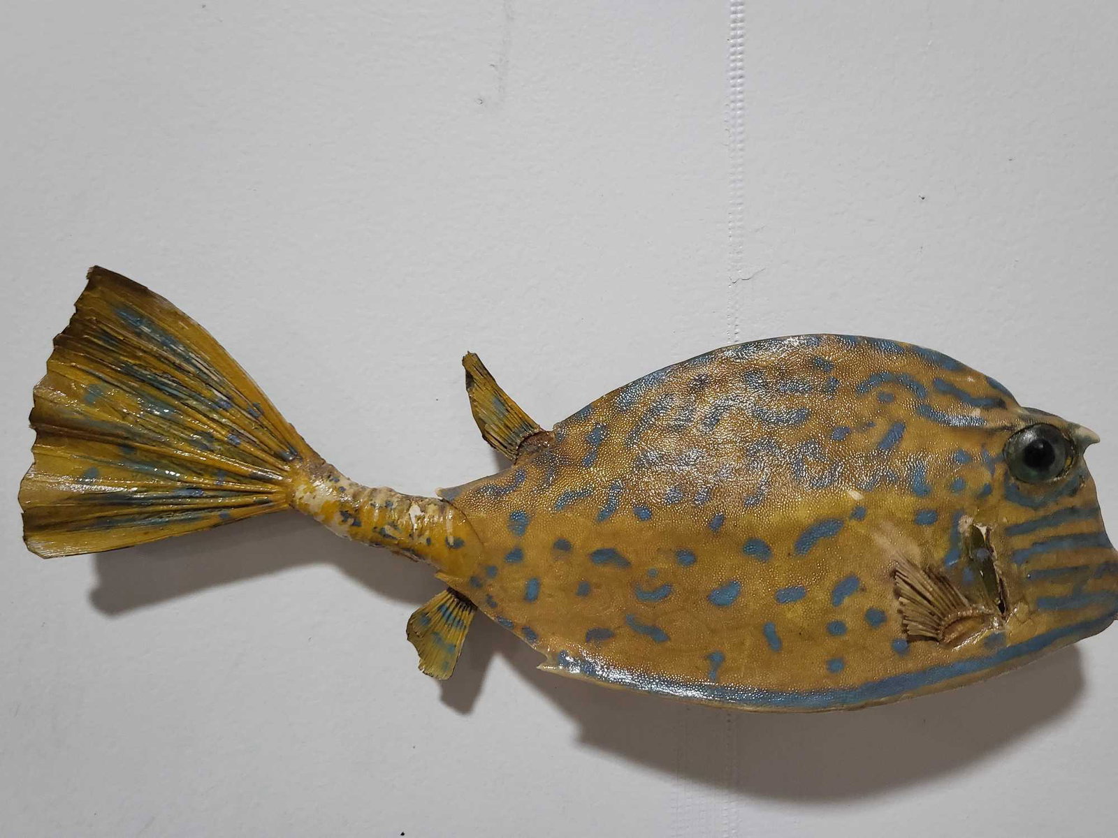 LEATHERJACKET HIGH END REPLICA TAXIDERMY FISH MOUNT: HIGH END REPLICA LEATHERJACKET TAXIDERMY FISH MOUNT. If you are a collector into nautical items, forget about looking for Megalodon teeth, Titanic artifacts, shipwreck items, ship models, Jaws shark m