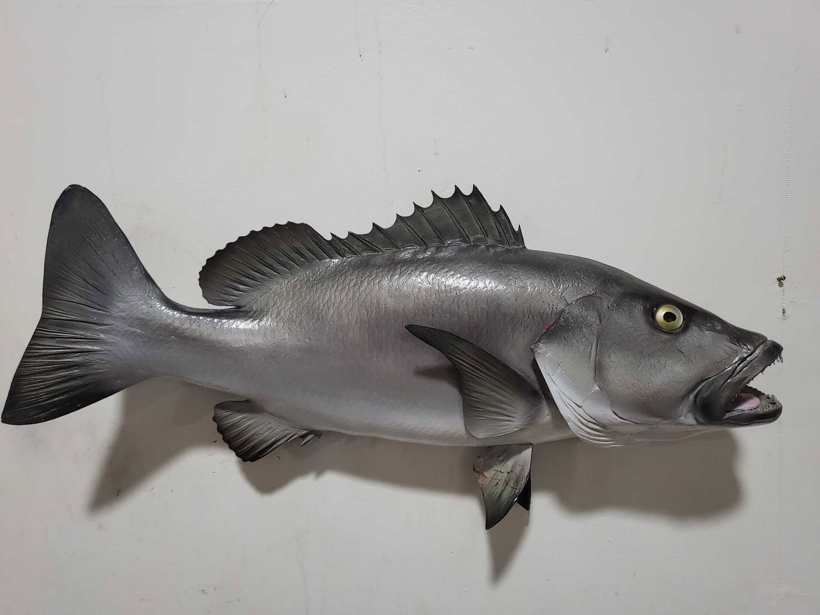 HIGH END REPLICA TAXIDERMY FISH MOUNT: HIGH END REPLICA TAXIDERMY FISH MOUNT. If you are a collector into nautical items, forget about looking for Megalodon teeth, Titanic artifacts, shipwreck items, ship models, Jaws shark movie memorabil