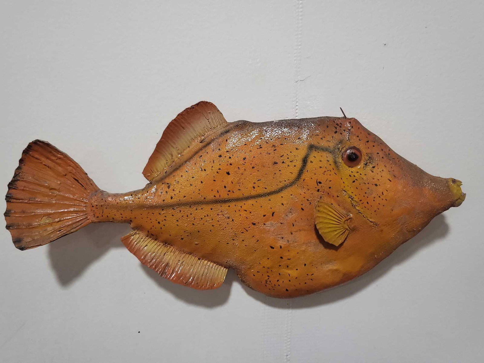 LEATHERJACKET HIGH END REPLICA TAXIDERMY FISH MOUNT: HIGH END REPLICA LEATHERJACKET TAXIDERMY FISH MOUNT. If you are a collector into nautical items, forget about looking for Megalodon teeth, Titanic artifacts, shipwreck items, ship models, Jaws shark m