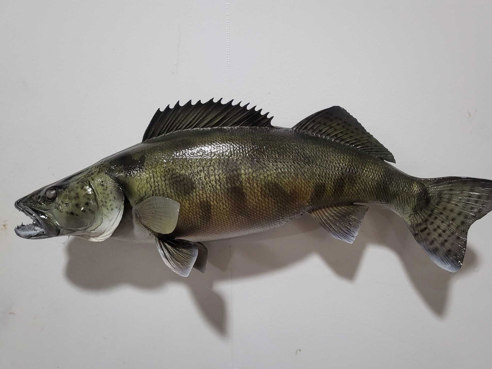 WALLEYE HIGH END REPLICA TAXIDERMY FISH MOUNT: WALLEYE HIGH END WALLEYE REPLICA TAXIDERMY FISH MOUNT. If you are a collector into nautical items, forget about looking for Megalodon teeth, Titanic artifacts, shipwreck items, ship models, Jaws shark