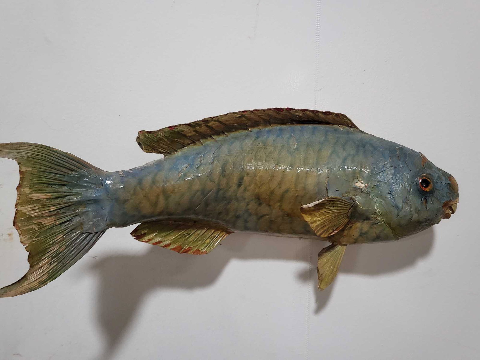 HIGH END REPLICA TAXIDERMY FISH MOUNT: HHIGH END REPLICA TAXIDERMY FISH MOUNT. If you are a collector into nautical items, forget about looking for Megalodon teeth, Titanic artifacts, shipwreck items, ship models, Jaws shark movie memorabi