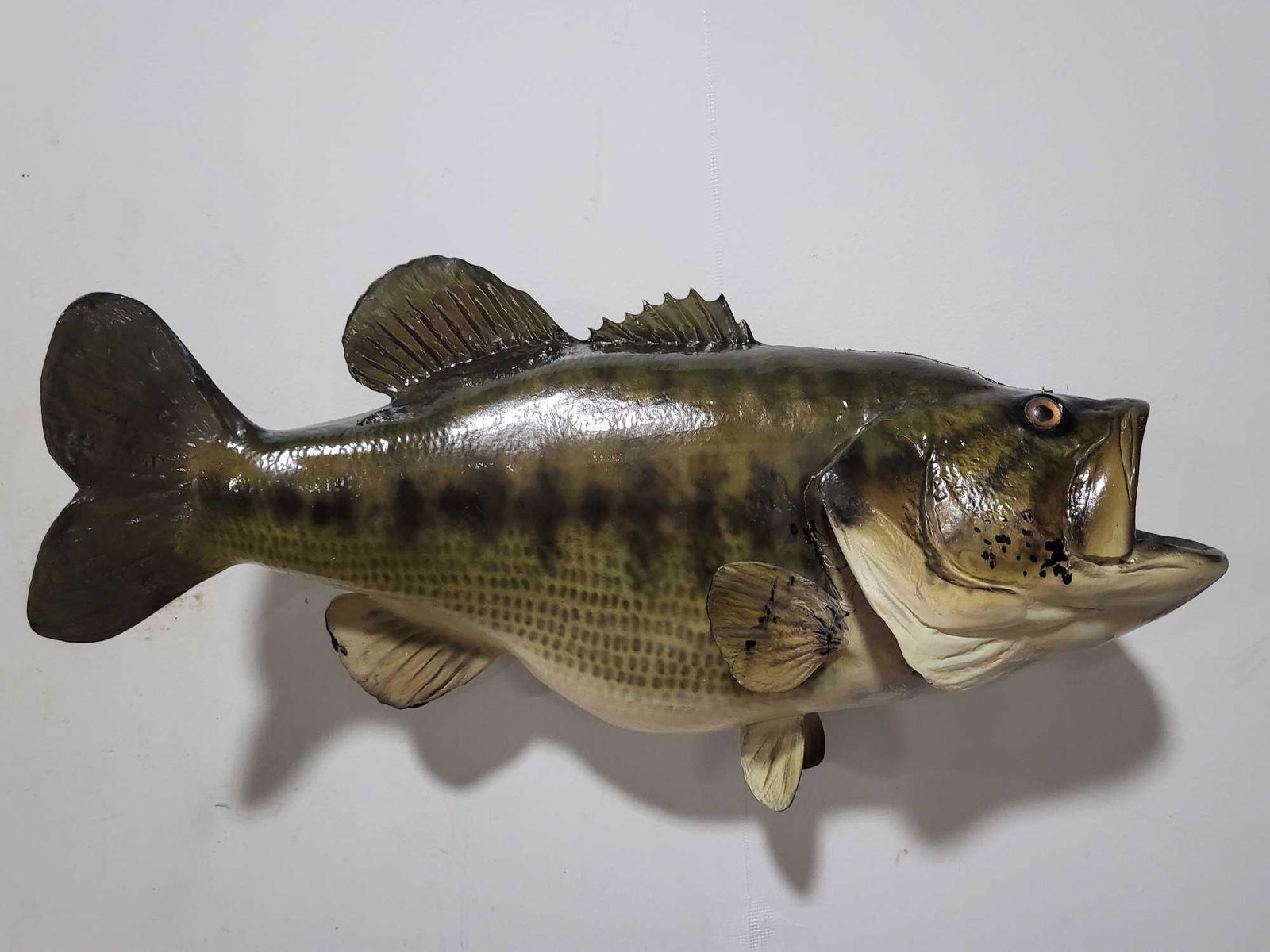 LARGEMOUTH BASS HIGH END REAL SKIN TAXIDERMY FISH MOUNT: HIGH END REAL SKIN LARGEMOUTH BASS TAXIDERMY FISH MOUNT. If you are a collector into nautical items, forget about looking for Megalodon teeth, Titanic artifacts, shipwreck items, ship models, Jaws sha