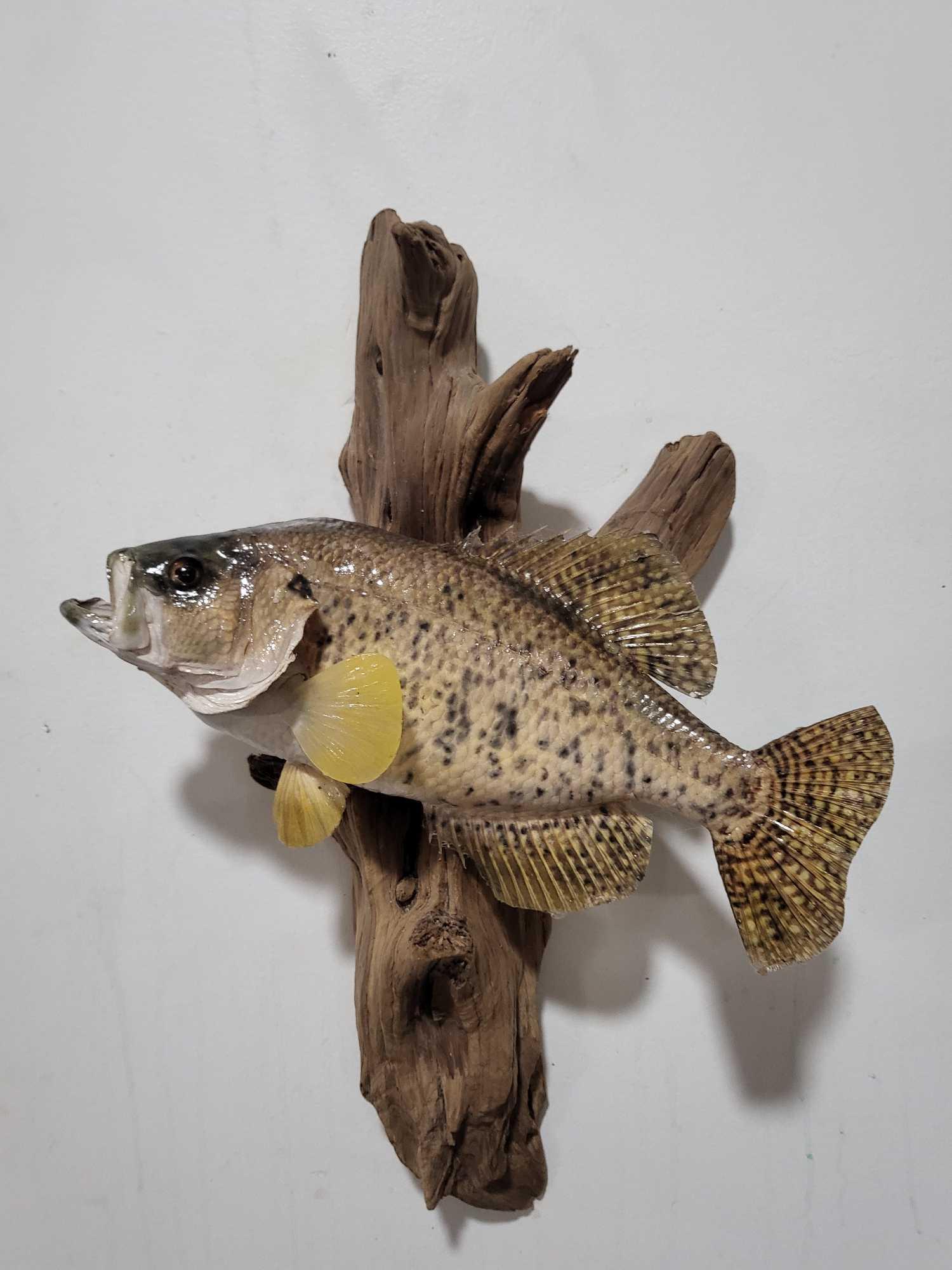 CRAPPIE HIGH END REAL SKIN TAXIDERMY FISH MOUNT: HIGH END REAL SKIN CRAPPIE TAXIDERMY FISH MOUNT. If you are a collector into nautical items, forget about looking for Megalodon teeth, Titanic artifacts, shipwreck items, ship models, Jaws shark movie
