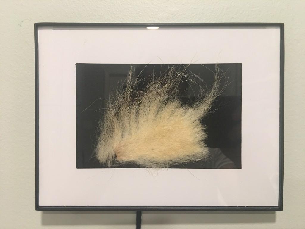 SUPER RARE Taxidermy Polar Bear Fur in Frame U.S. Residents Only! (1 of 1)