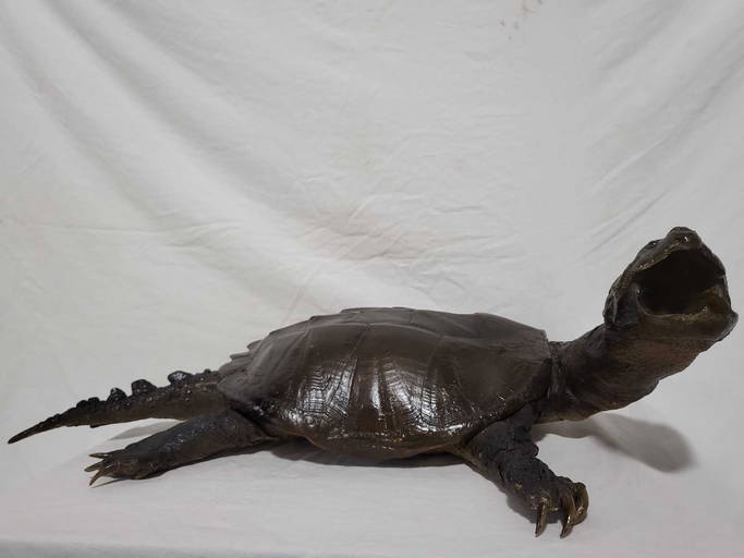 Taxidermy Snapping Turtle Mount