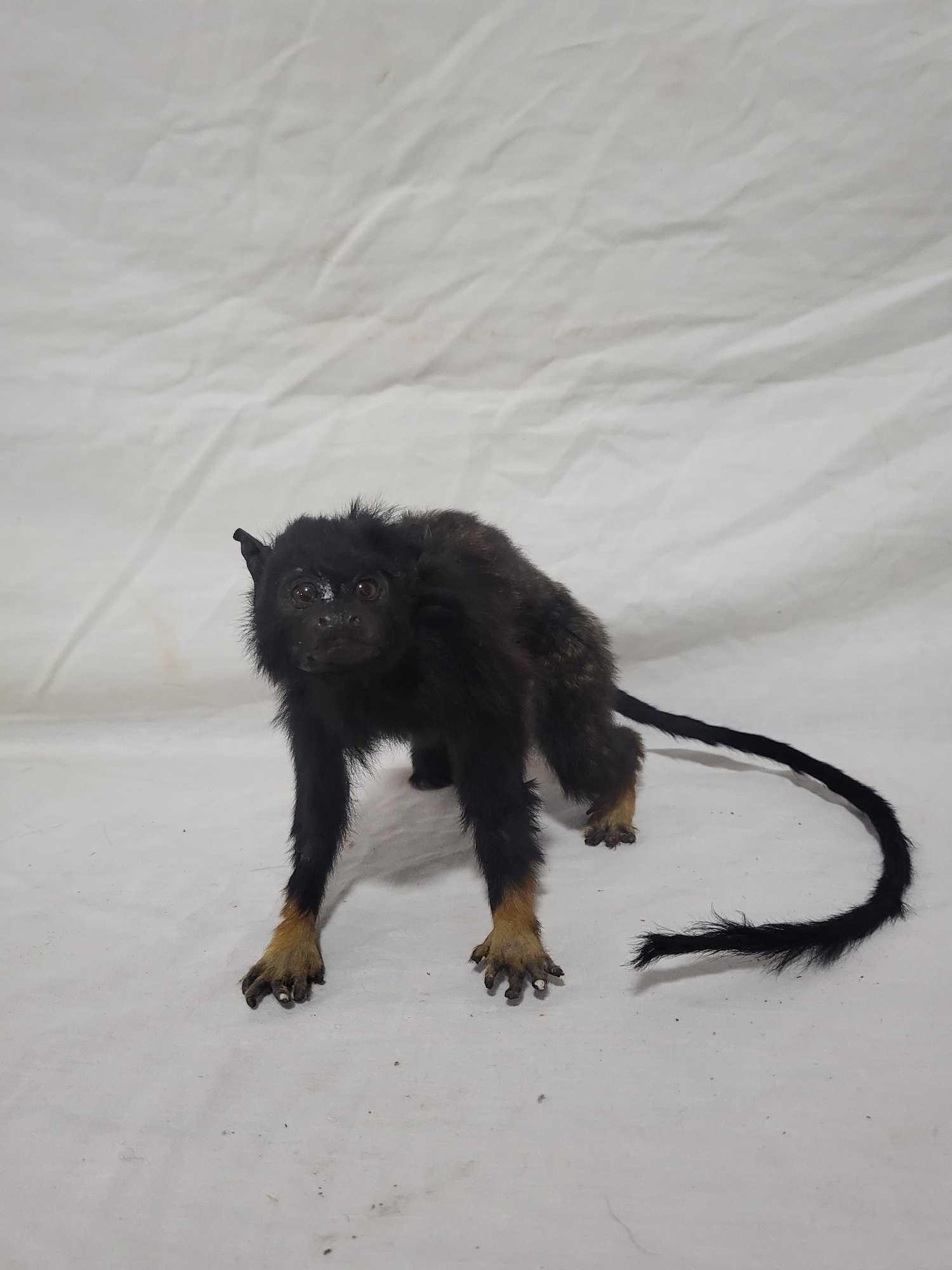 MARMOSET MONKEY TAXIDERMY MOUNT (1 of 4)