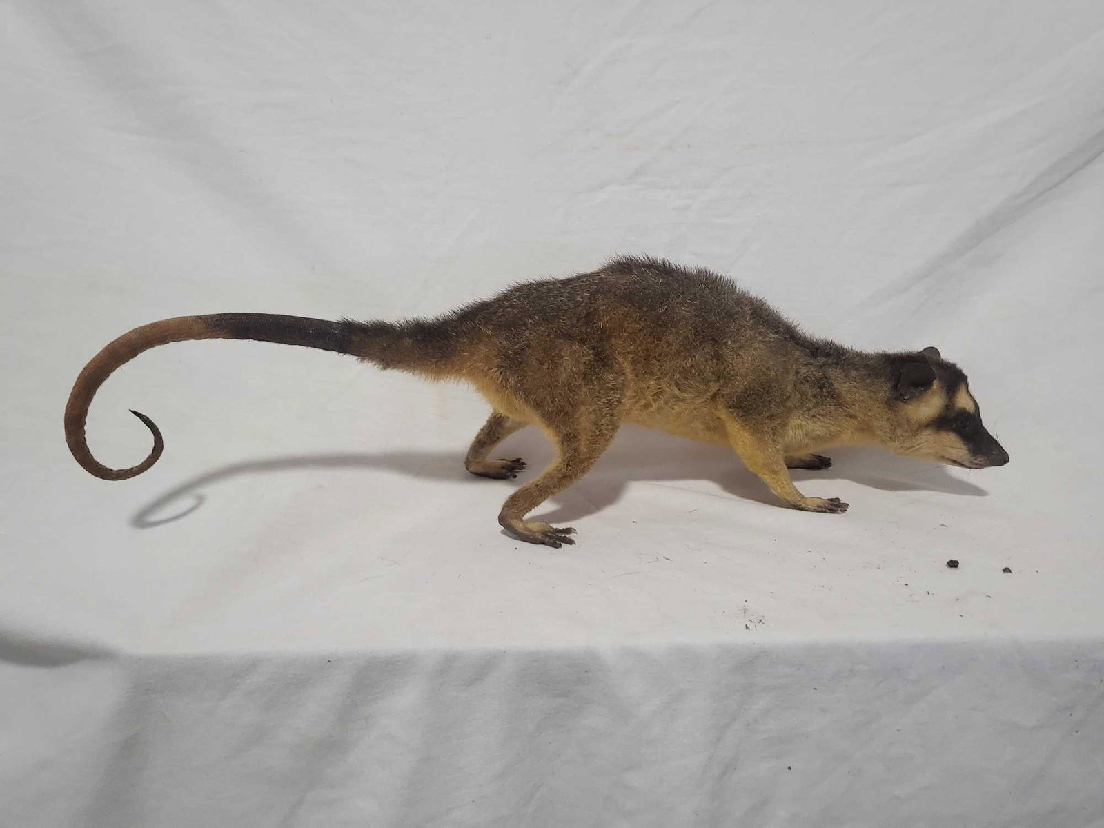 4 EYED POSSUM TAXIDERMY MOUNT (1 of 4)