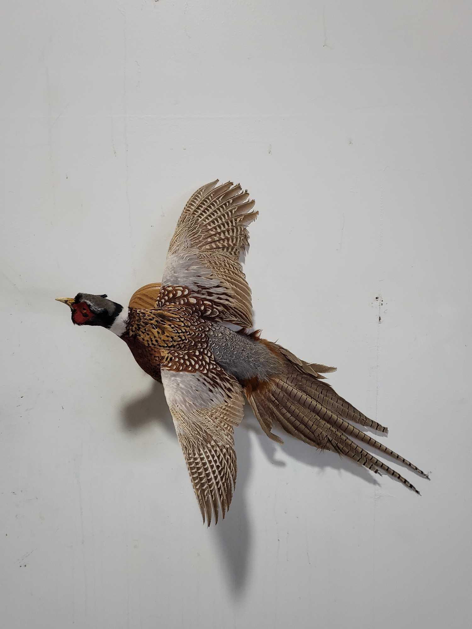 RINGNECK PHEASANT TAXIDERMY MOUNT (1 of 5)