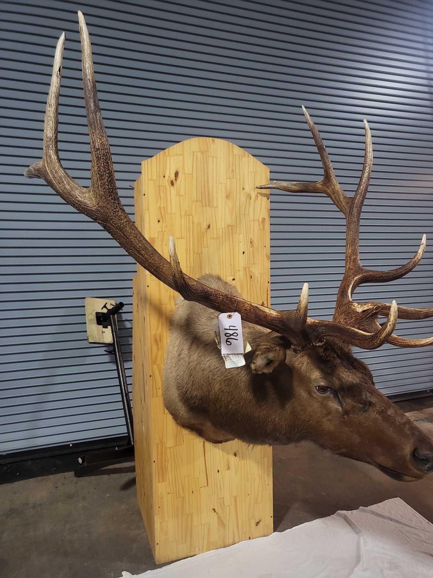 ELK TAXIDERMY SHOULDER MOUNT (1 of 7)