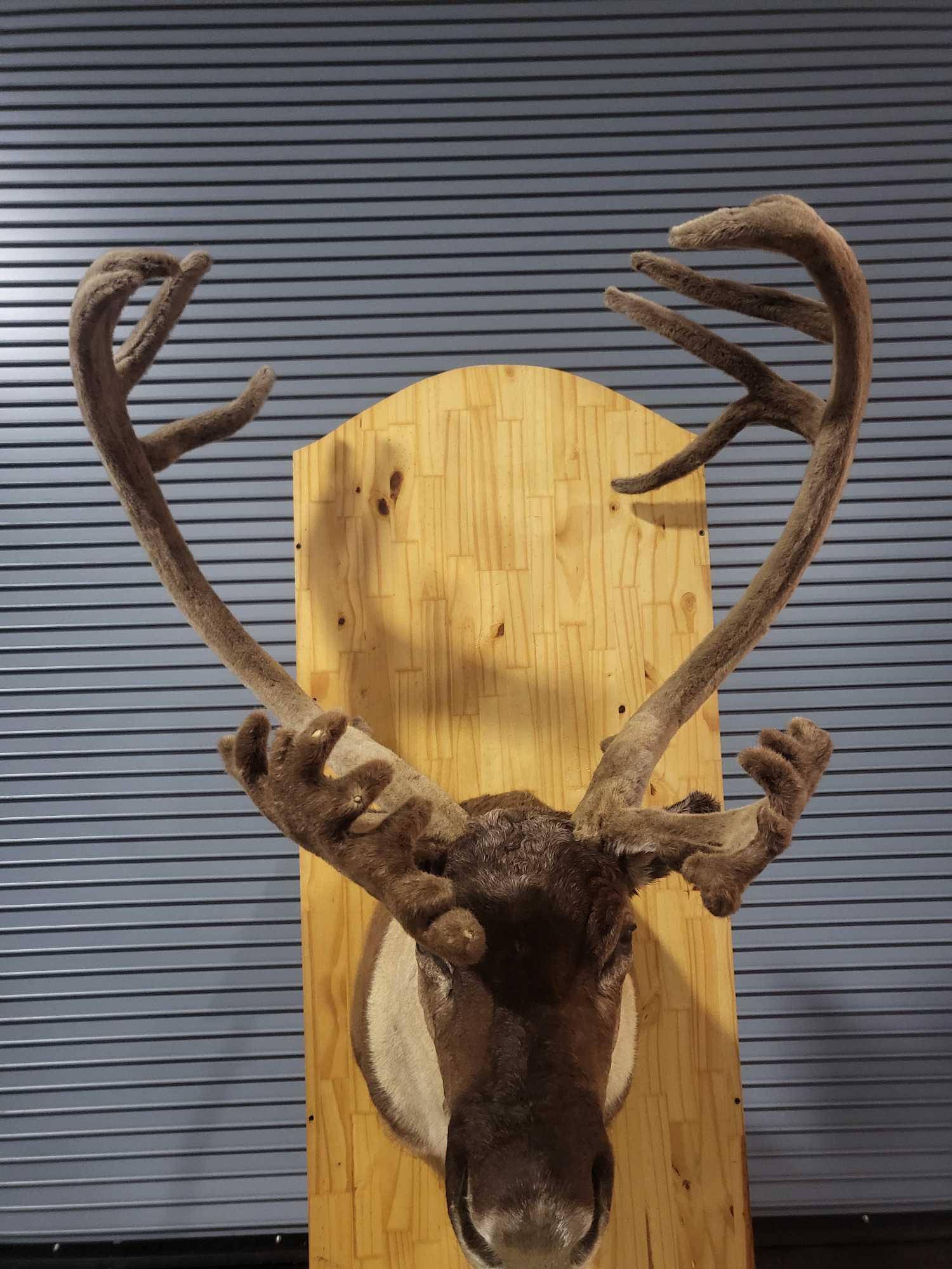 CARIBOU TAXIDERMY SHOULDER MOUNT (1 of 5)