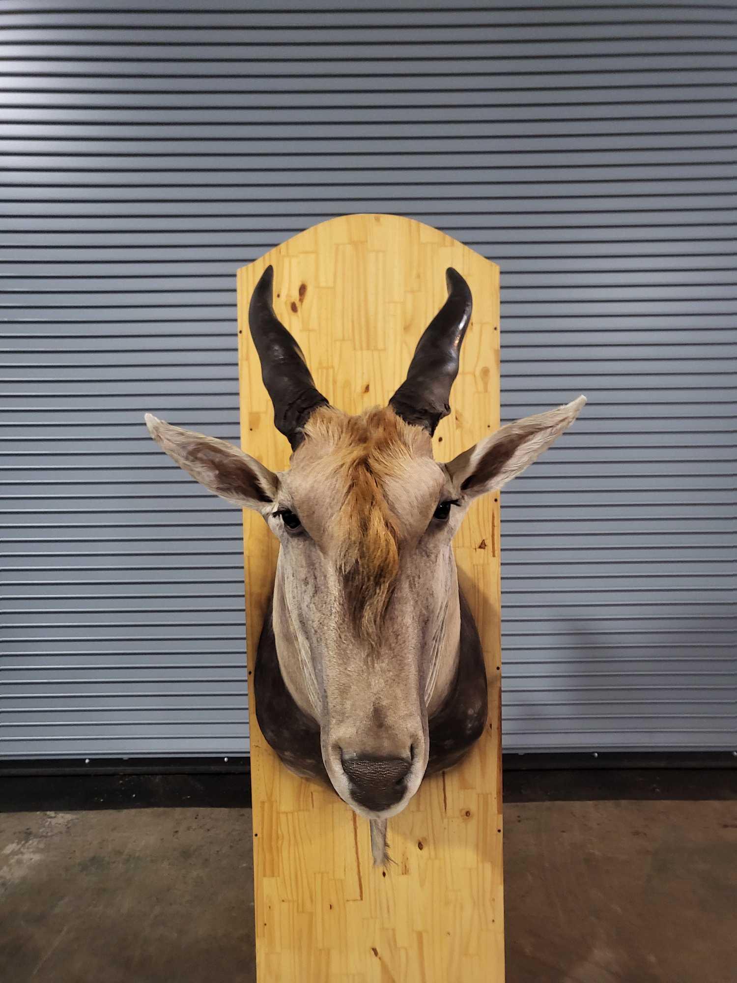 IMPOSING ELAND TAXIDERMY SHOULDER MOUNT (1 of 4)