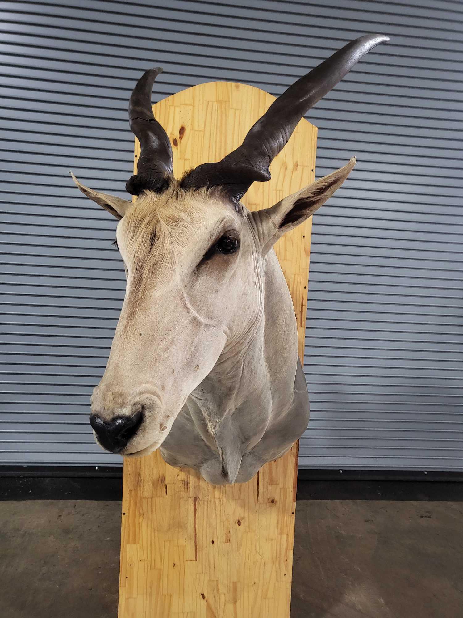 MAGNIFICENT ELAND TAXIDERMY SHOULDER MOUNT (1 of 4)