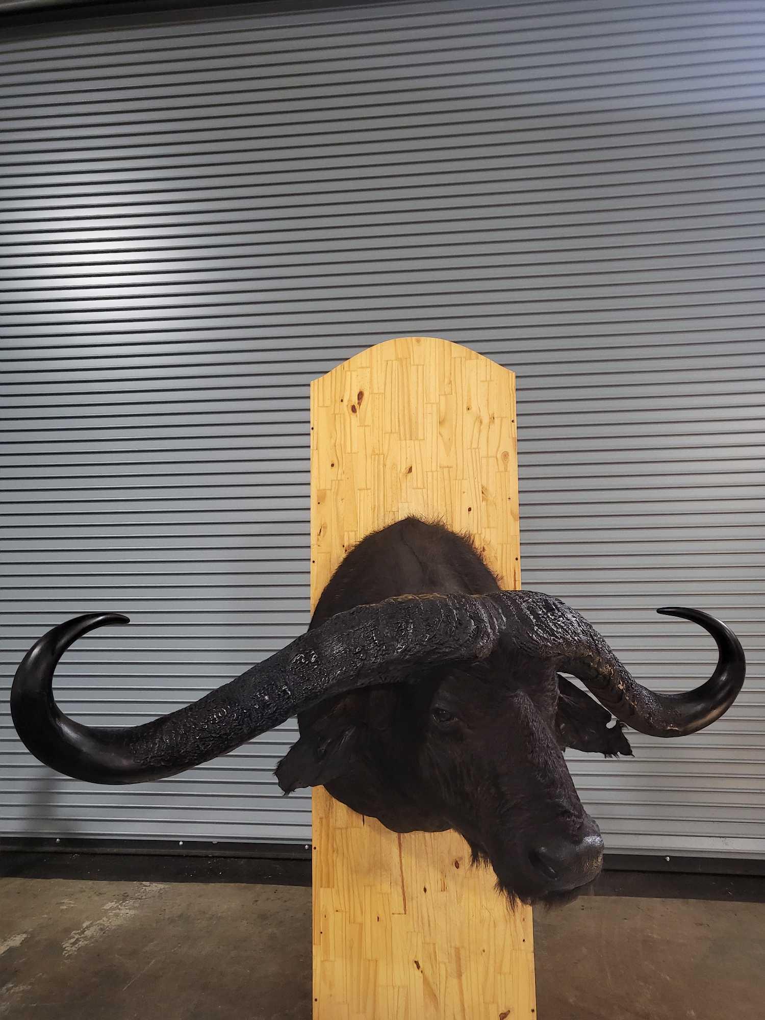NUMBER ONE IN THE WORLD CAPE BUFFALO TAXIDERMY SHOULDER MOUNT WITH REPLICA RESIN WORD RECORD HORNS (1 of 13)