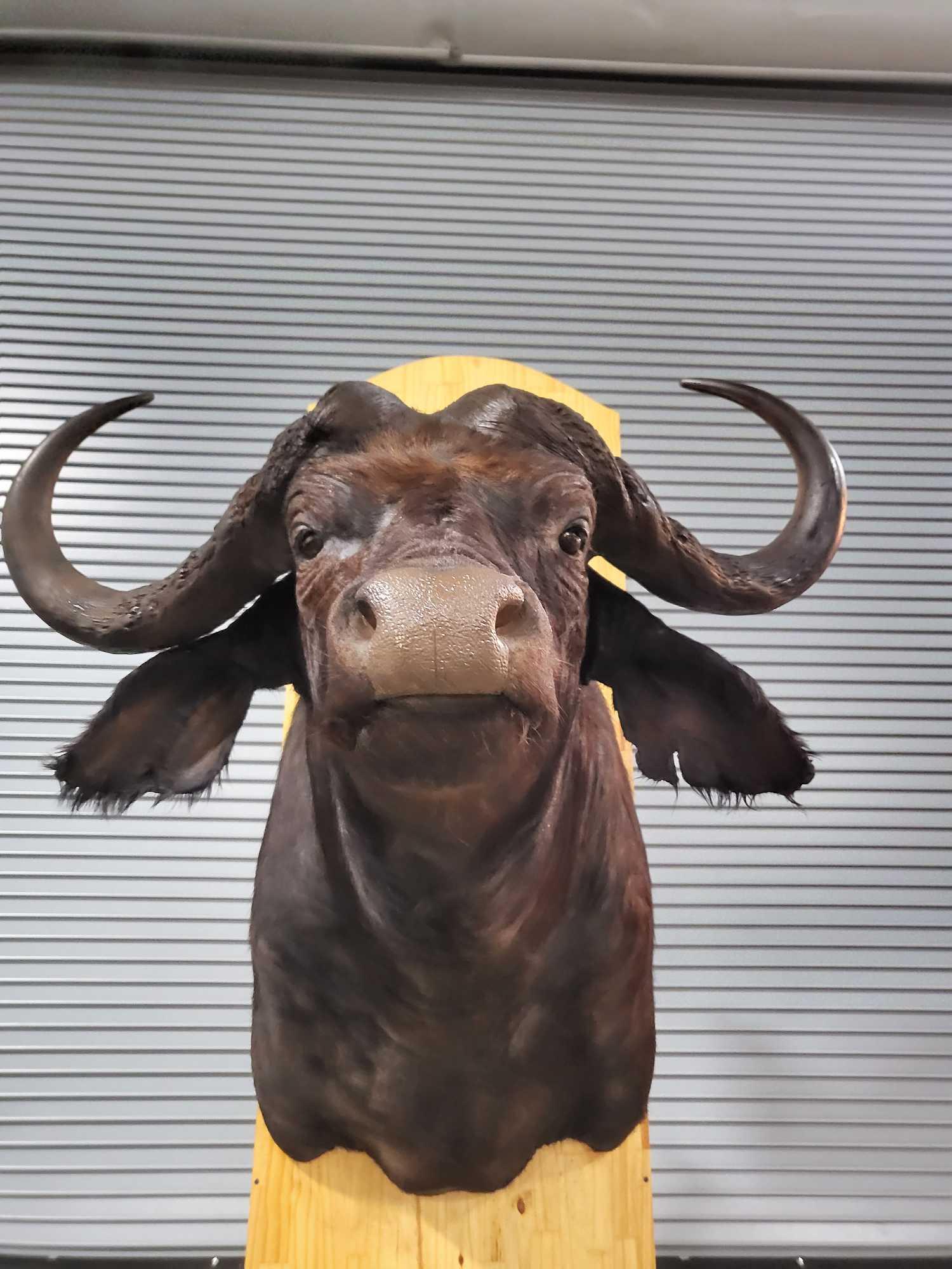 CAPE BUFFALO TAXIDERMY SHOULDER MOUNT (1 of 5)